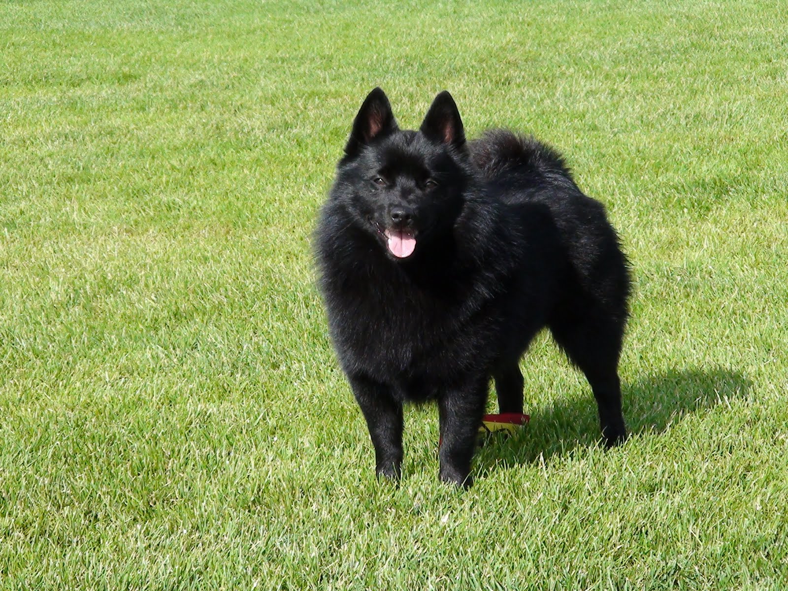 Schipperke Wallpaper