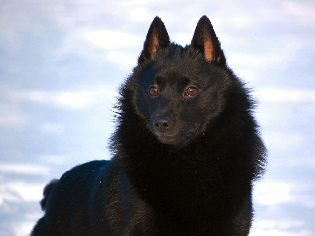 Schipperke Wallpaper