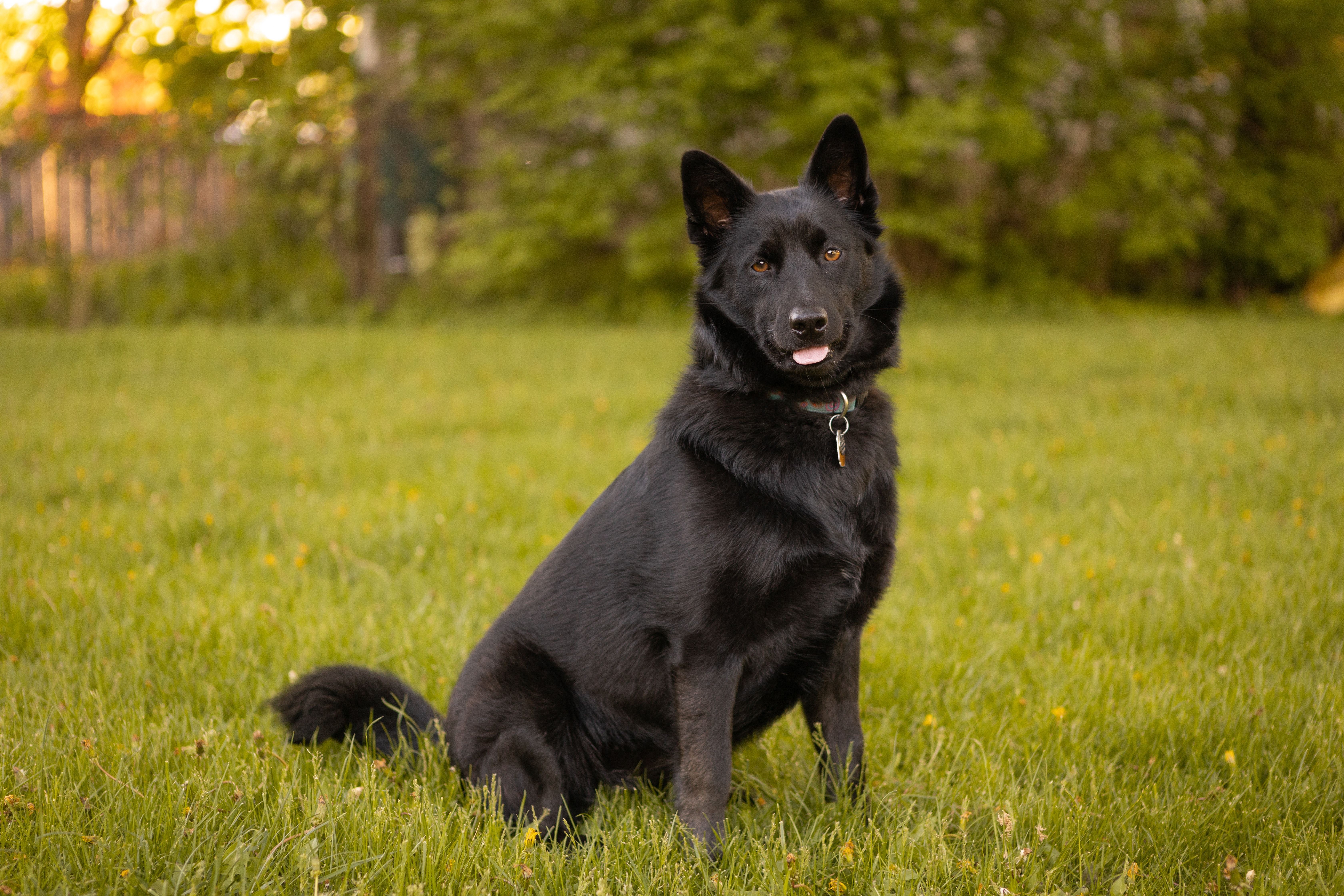 Schipperke Photo, Download The BEST Free Schipperke & HD Image