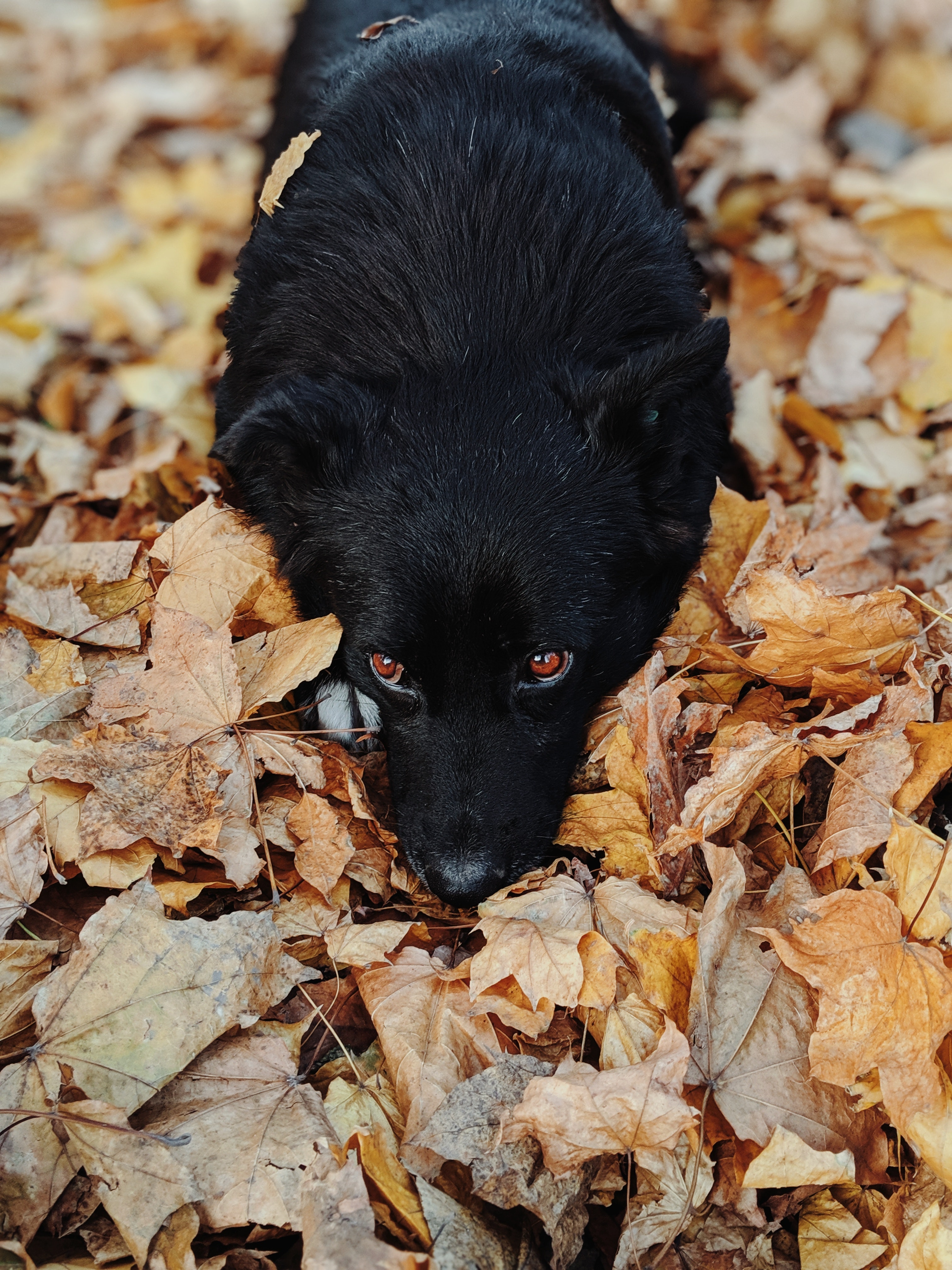 Schipperke Photo, Download The BEST Free Schipperke & HD Image