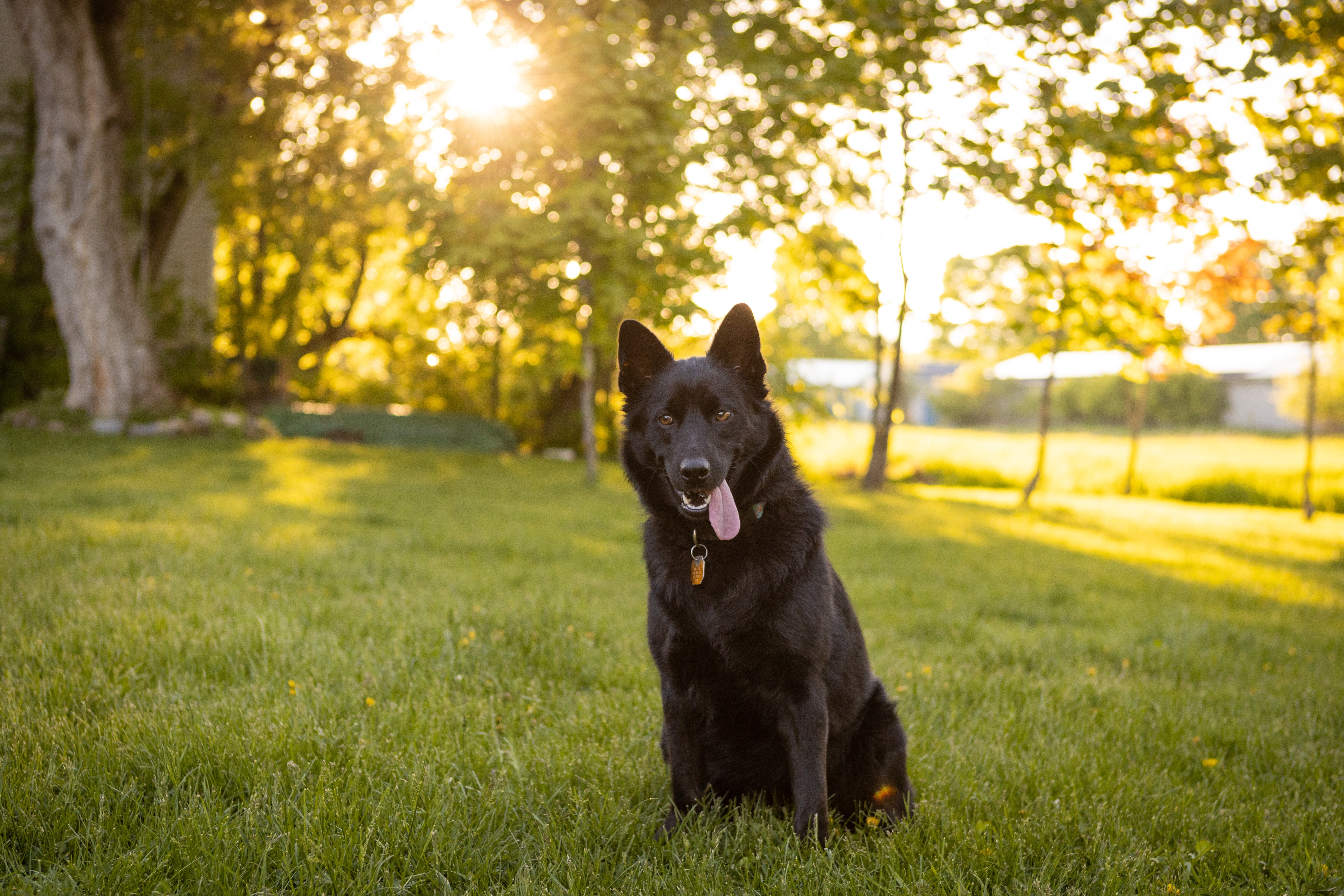 Schipperke Photo, Download The BEST Free Schipperke & HD Image