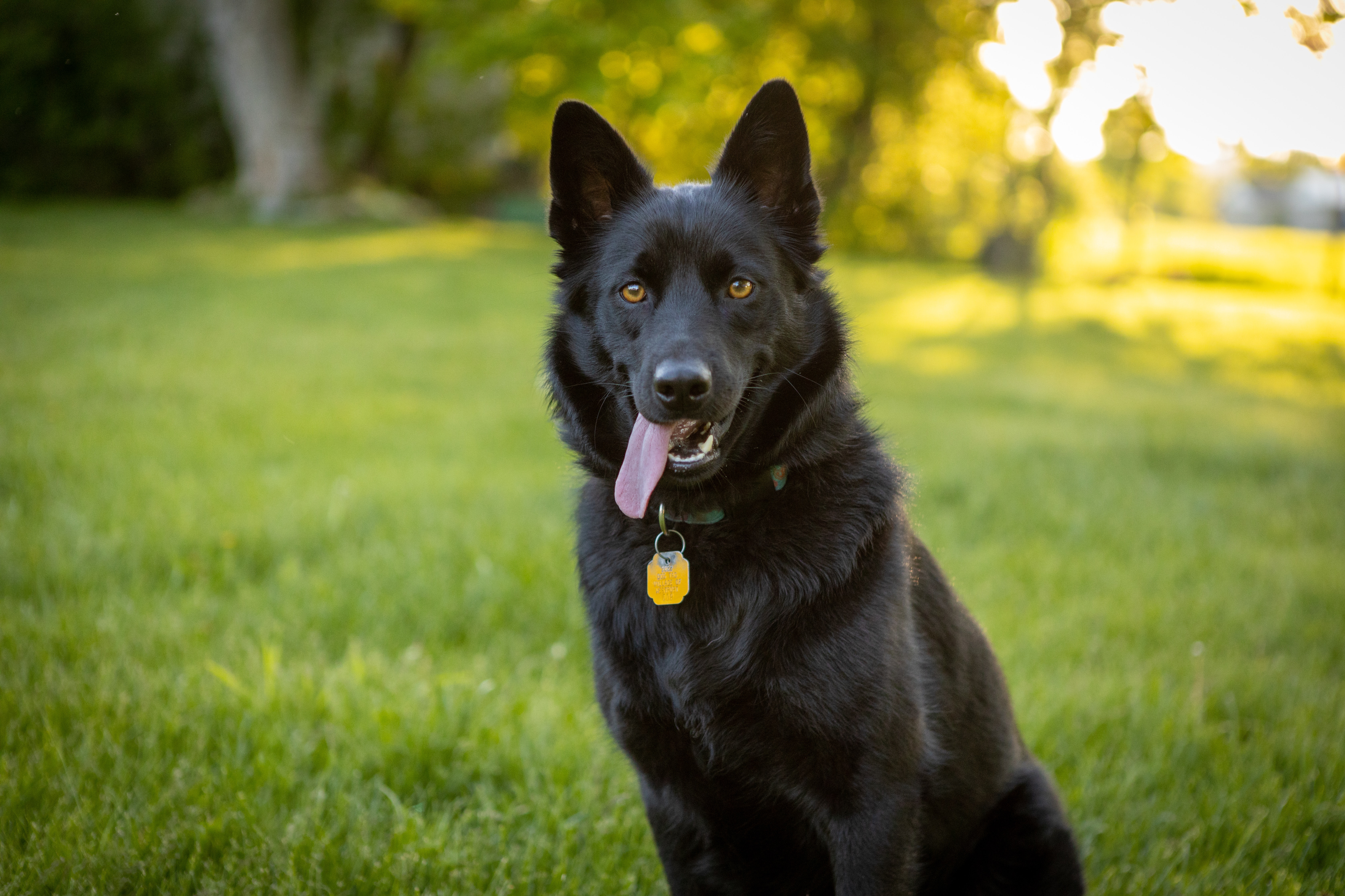 Schipperke Photo, Download The BEST Free Schipperke & HD Image
