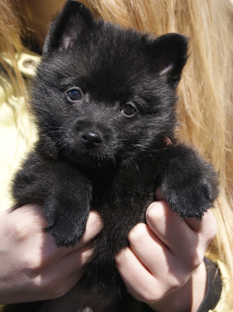 Schipperke puppy photo and wallpaper. Beautiful Schipperke puppy picture