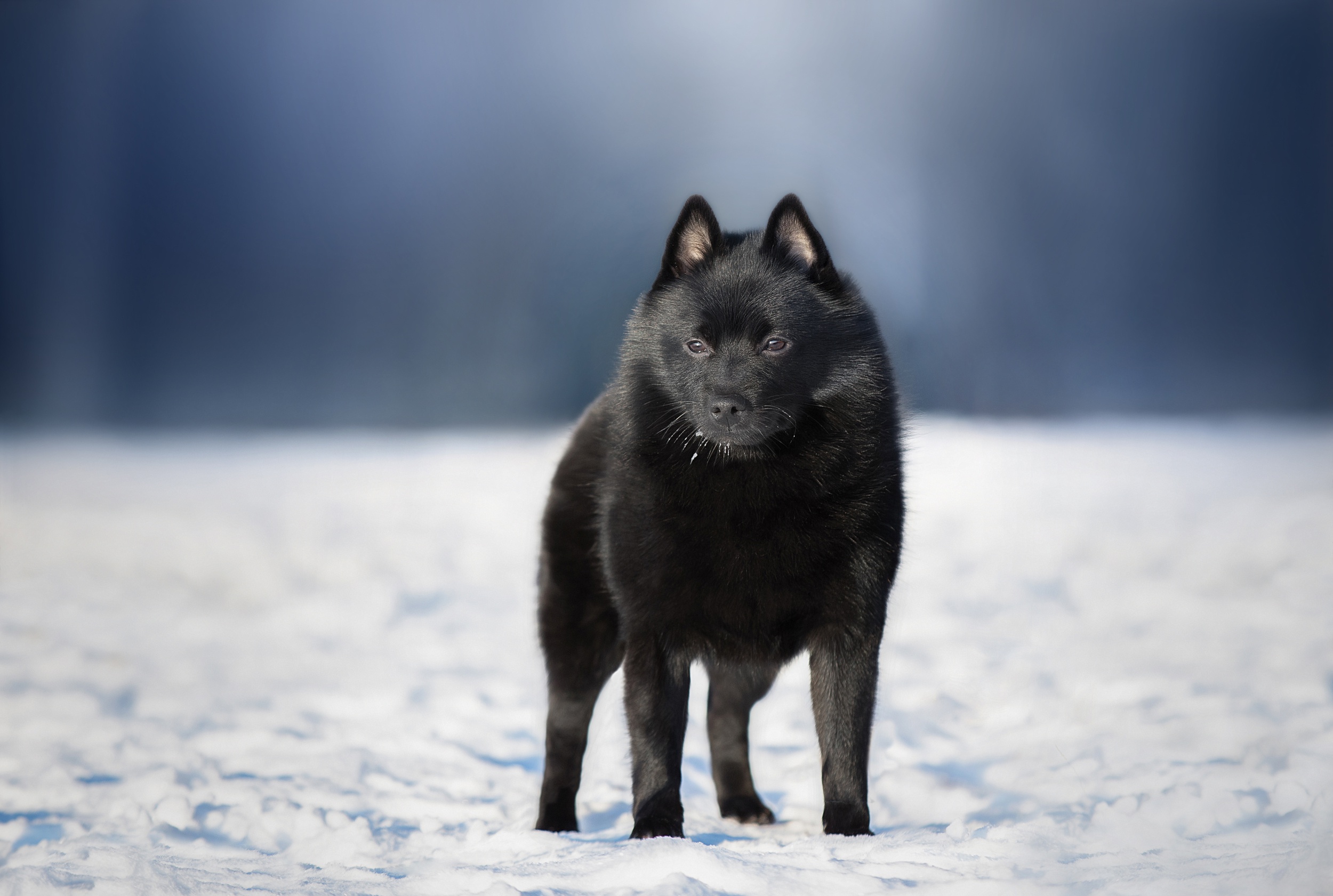 Puppy HD, Baby Animal, Snow, Dog, Schipperke, Pet, Winter Gallery HD Wallpaper