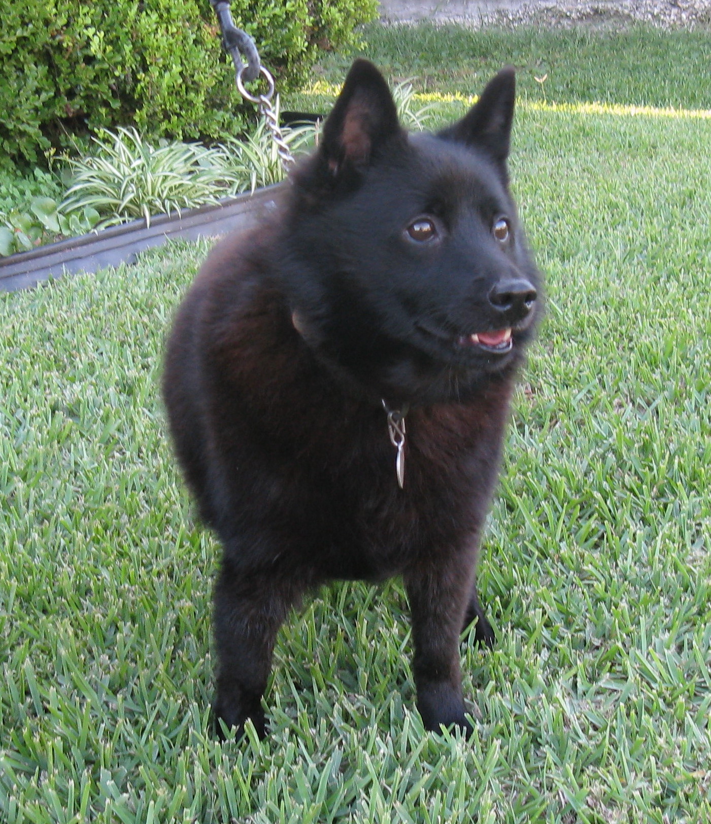 Cute Schipperke dog photo and wallpaper. Beautiful Cute Schipperke dog picture