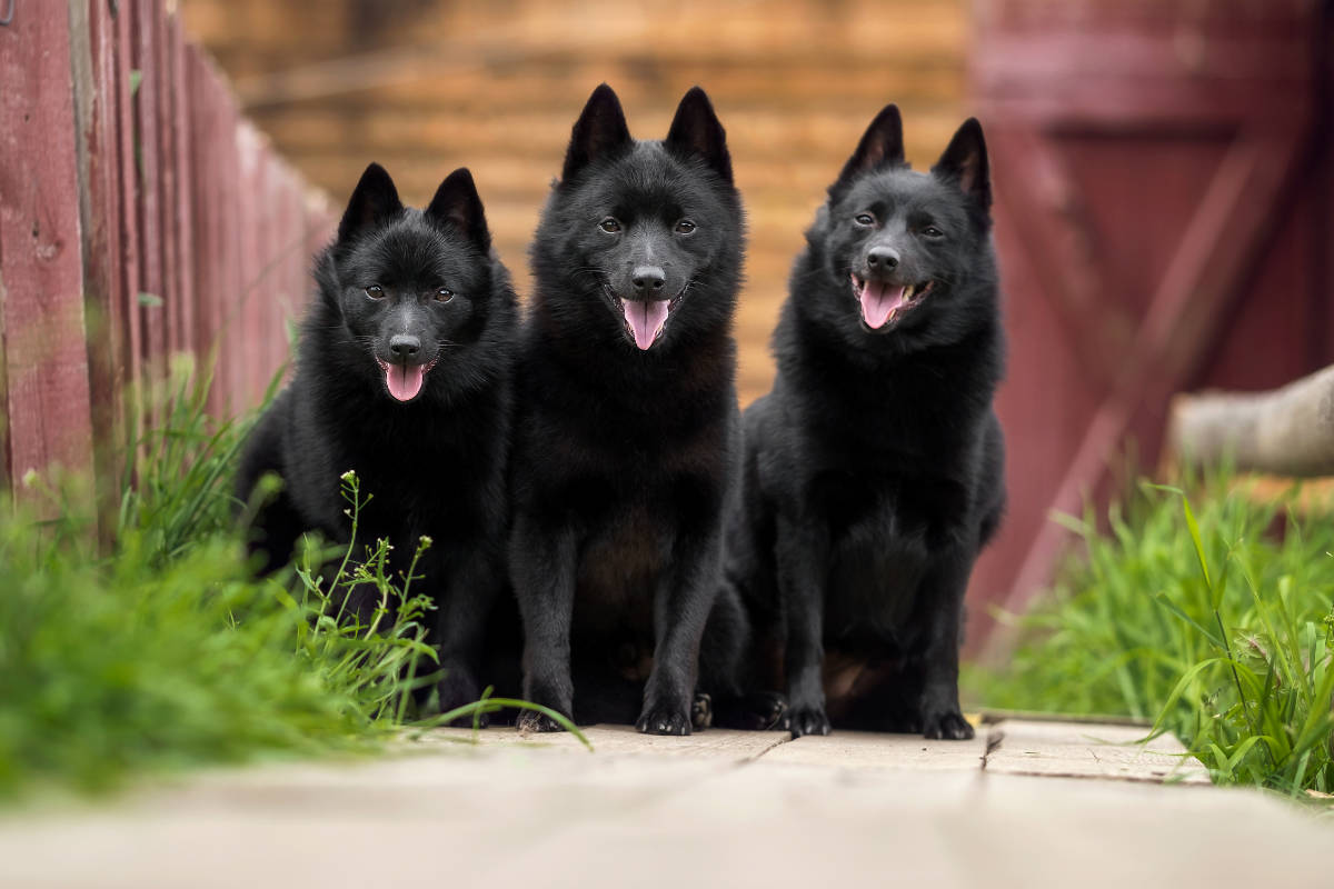 Schipperke. Appearance. Temperament