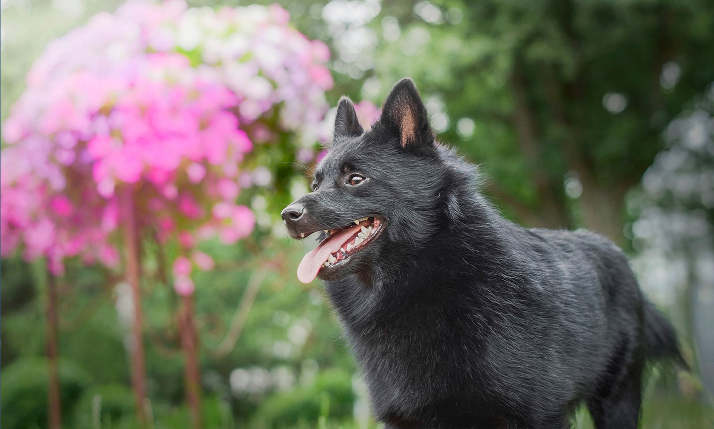 Schipperke Breed: Characteristics, Care & Photo