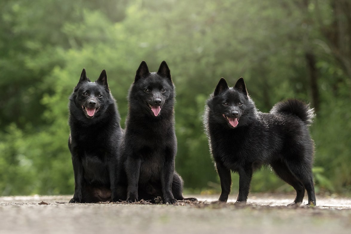 Schipperke: Complete Guide, Info, Picture, Care & More!