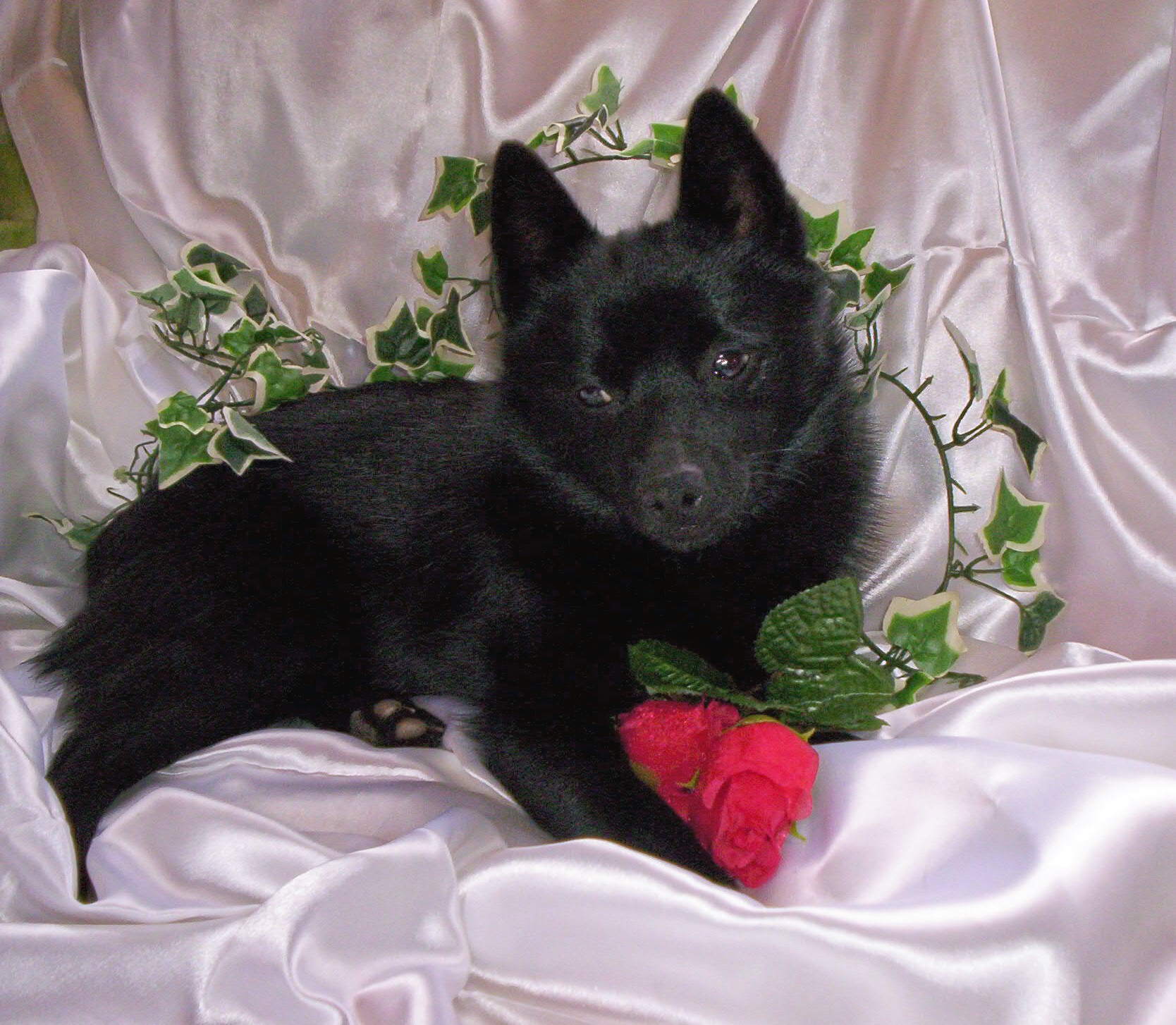 Lovely Schipperke dog photo and wallpaper. Beautiful Lovely Schipperke dog picture