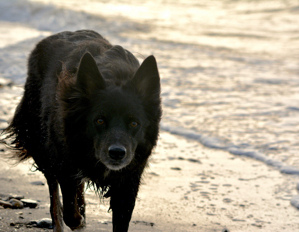 Wallpaper, black, sea, water, beach, Scotland, wildlife, Nikon, Jack, pet, Alsatian, puppy, fauna, vertebrate, dog like mammal, collie, dog breed group, street dog, schipperke 1024x796