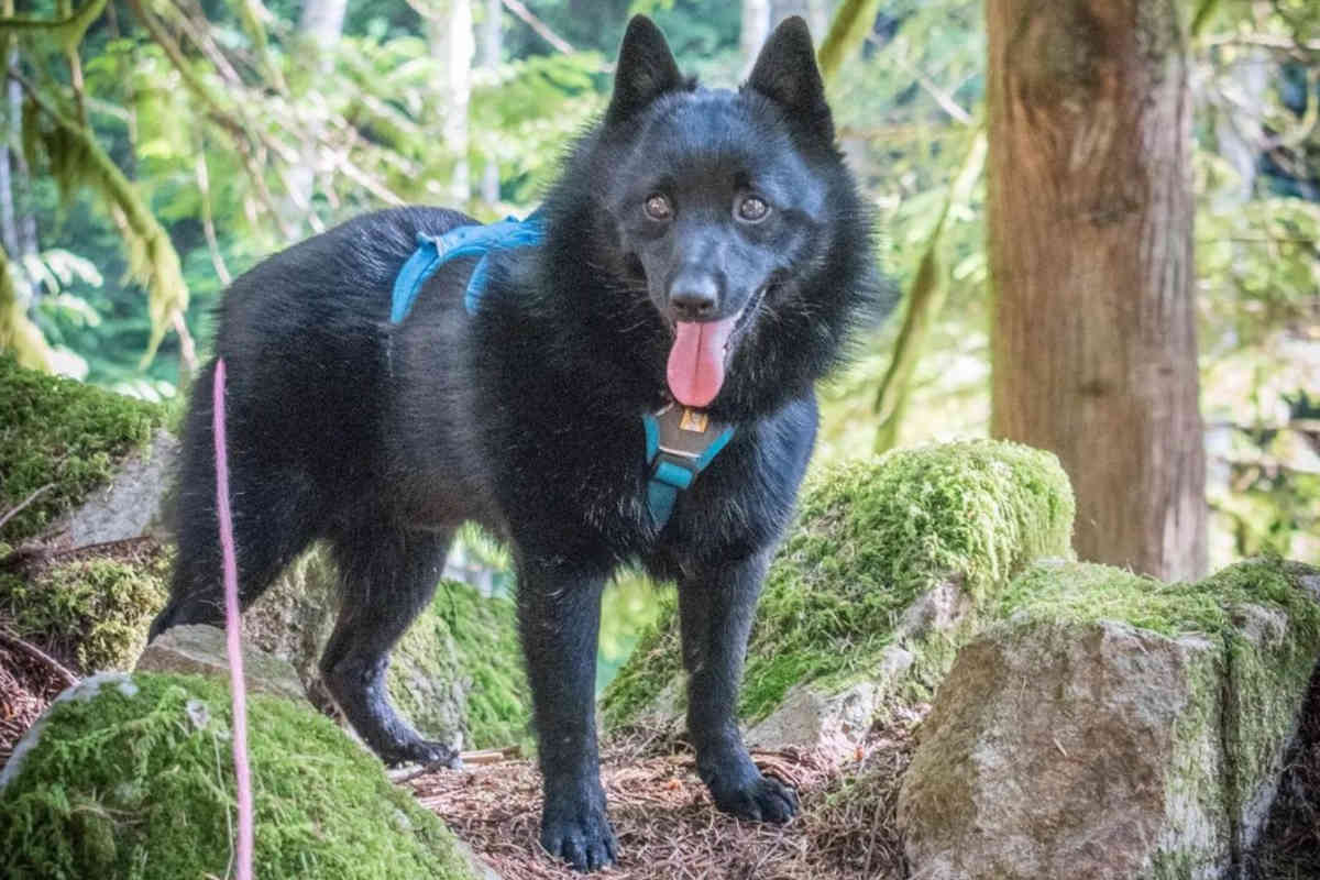 Do Schipperkes Shed? Are Schipperkes Hypoallergenic?!