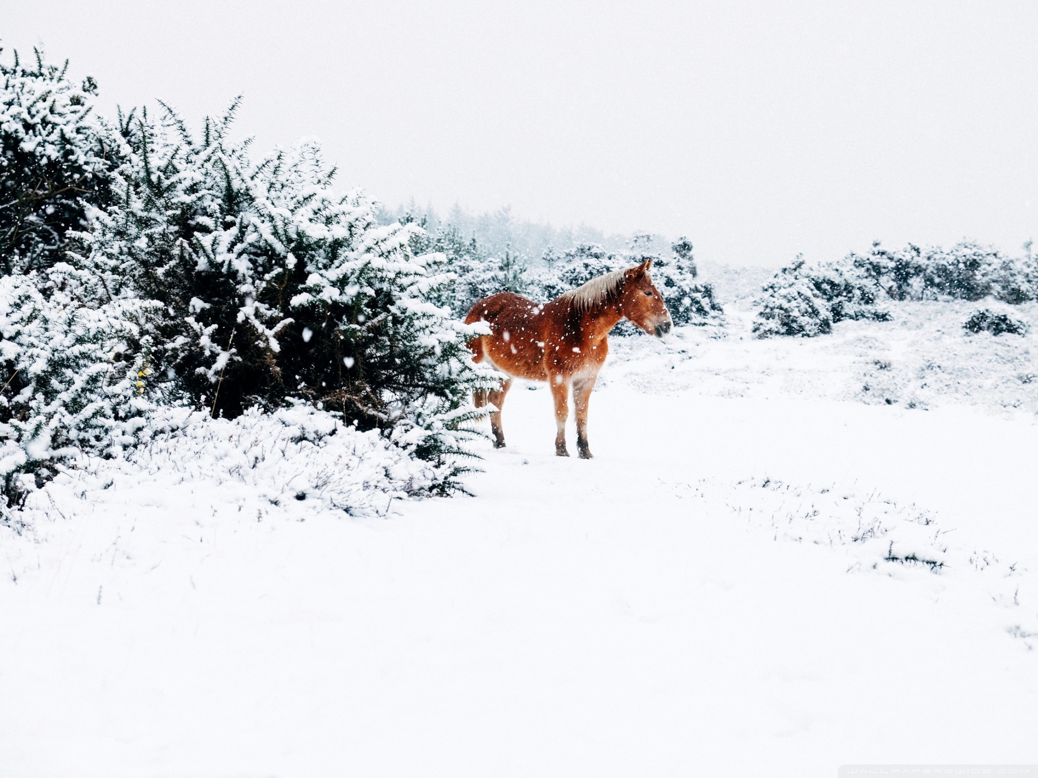 Winter Country Landscape Ultra HD Desktop Background Wallpaper for 4K UHD TV, Widescreen & UltraWide Desktop & Laptop, Tablet