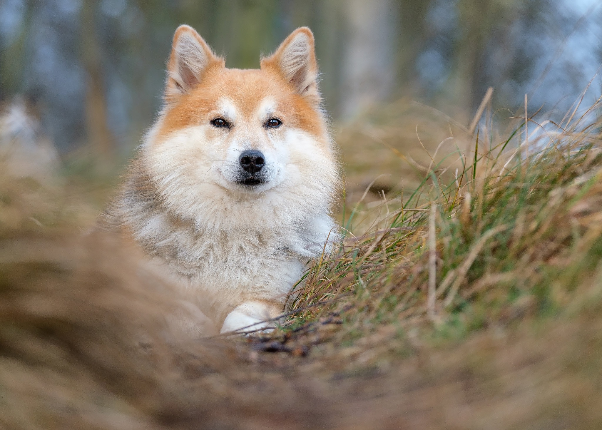 Icelandic Sheepdog HD Wallpaper and Background