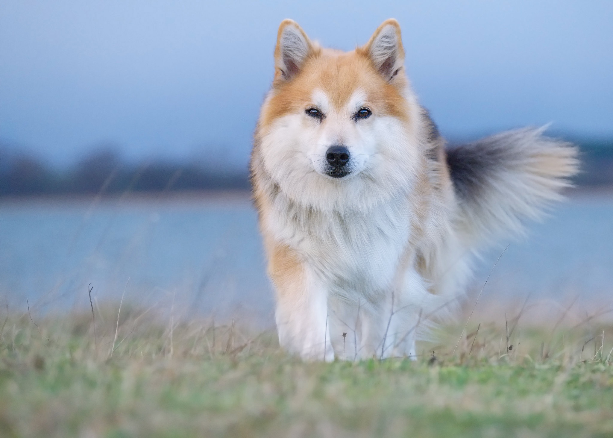 Icelandic Sheepdog HD Wallpaper