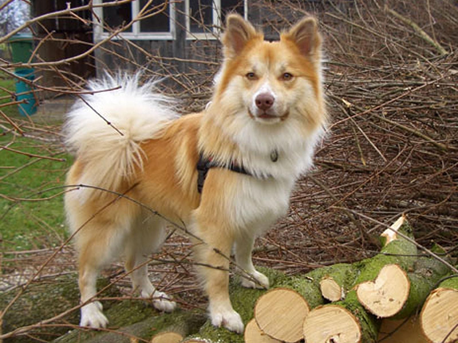 icelnadic sheepdog. Icelandic Sheepdog Information and Picture, Icelandic Sheepdog. Most beautiful dogs, Beautiful dogs, Most beautiful dog breeds