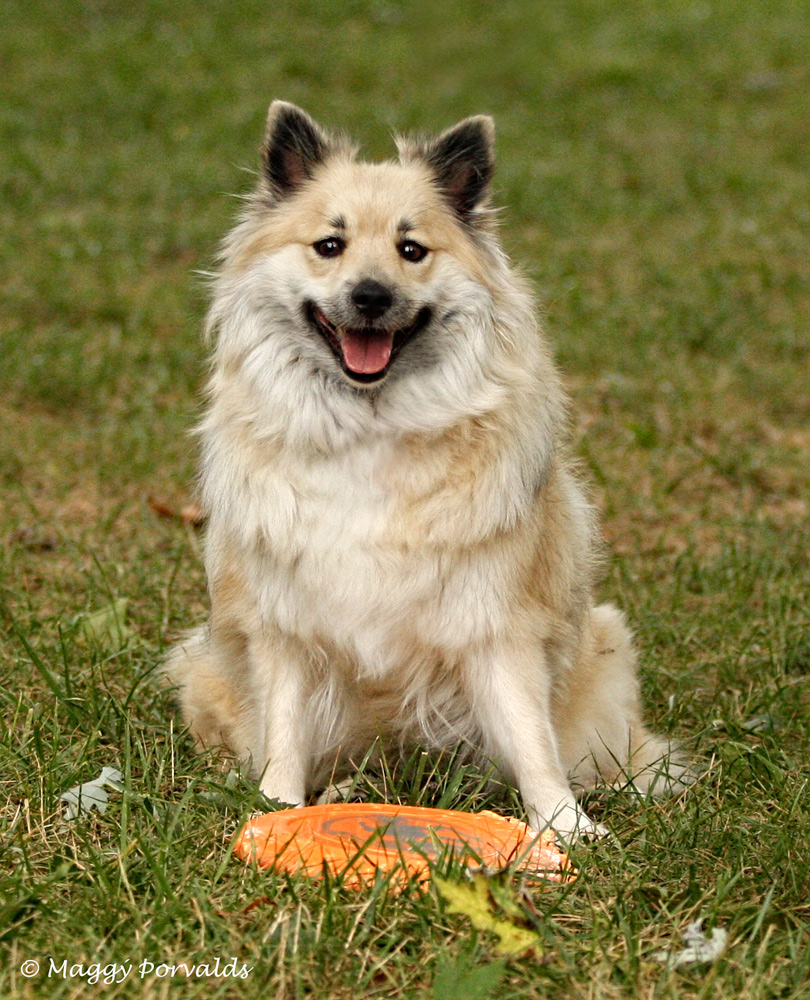 Playing Icelandic Sheepdog dog photo and wallpaper. Beautiful Playing Icelandic Sheepdog dog picture