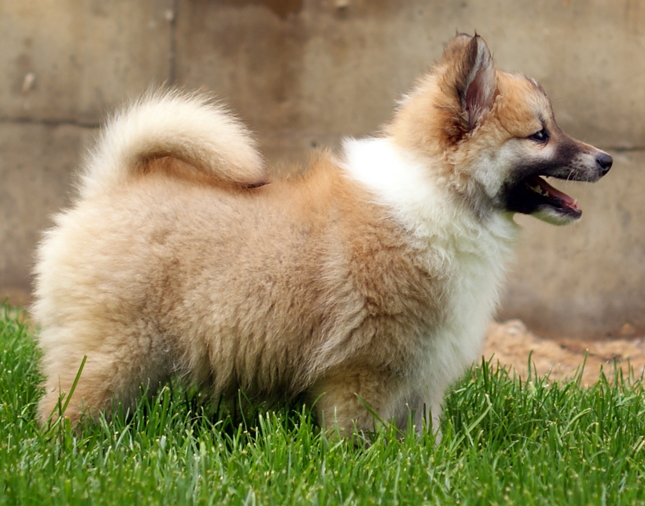Icelandic Sheepdog puppy photo and wallpaper. Beautiful Icelandic Sheepdog puppy picture