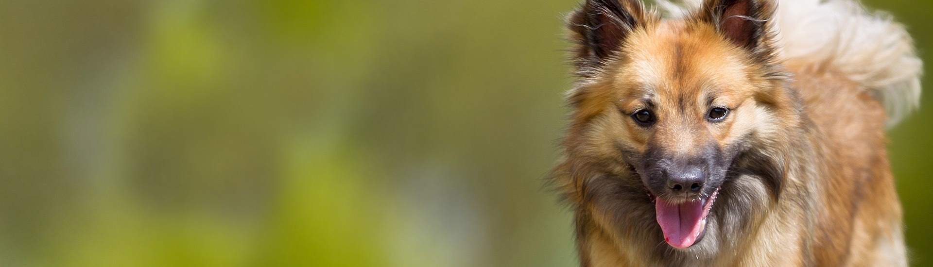 AKC.TV, Icelandic Sheepdog