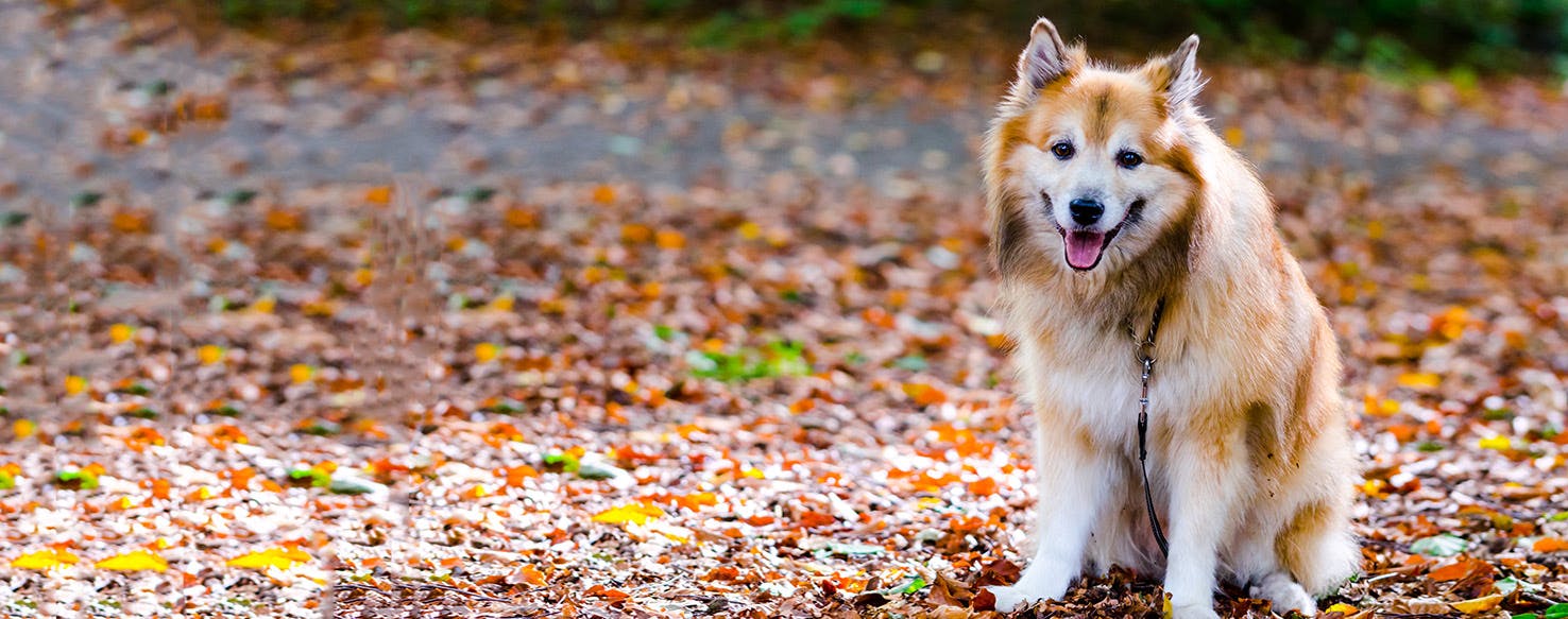 Icelandic Sheepdog. Dog Breed Facts and Information! Dog Walking