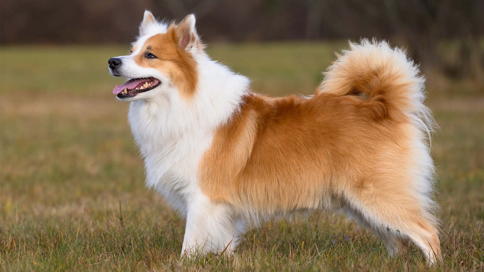 AKC.TV, Icelandic Sheepdog