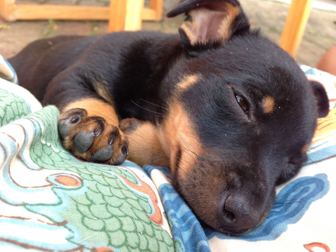 Free download lancashire heeler wallpaper Gallery [1280x960] for your Desktop, Mobile & Tablet. Explore Heeler Wallpaper