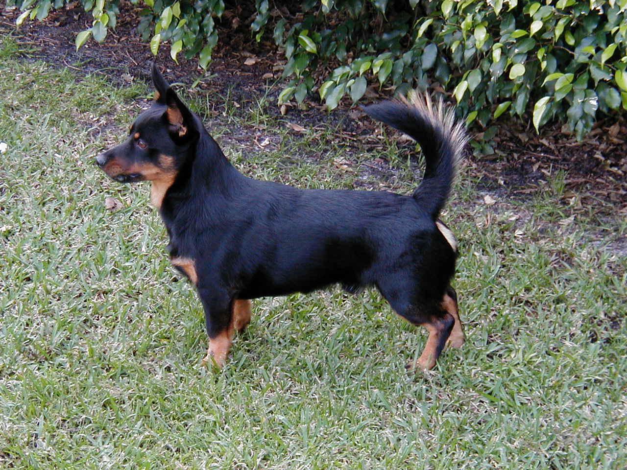 Lancashire Heeler Wallpaper HD Download