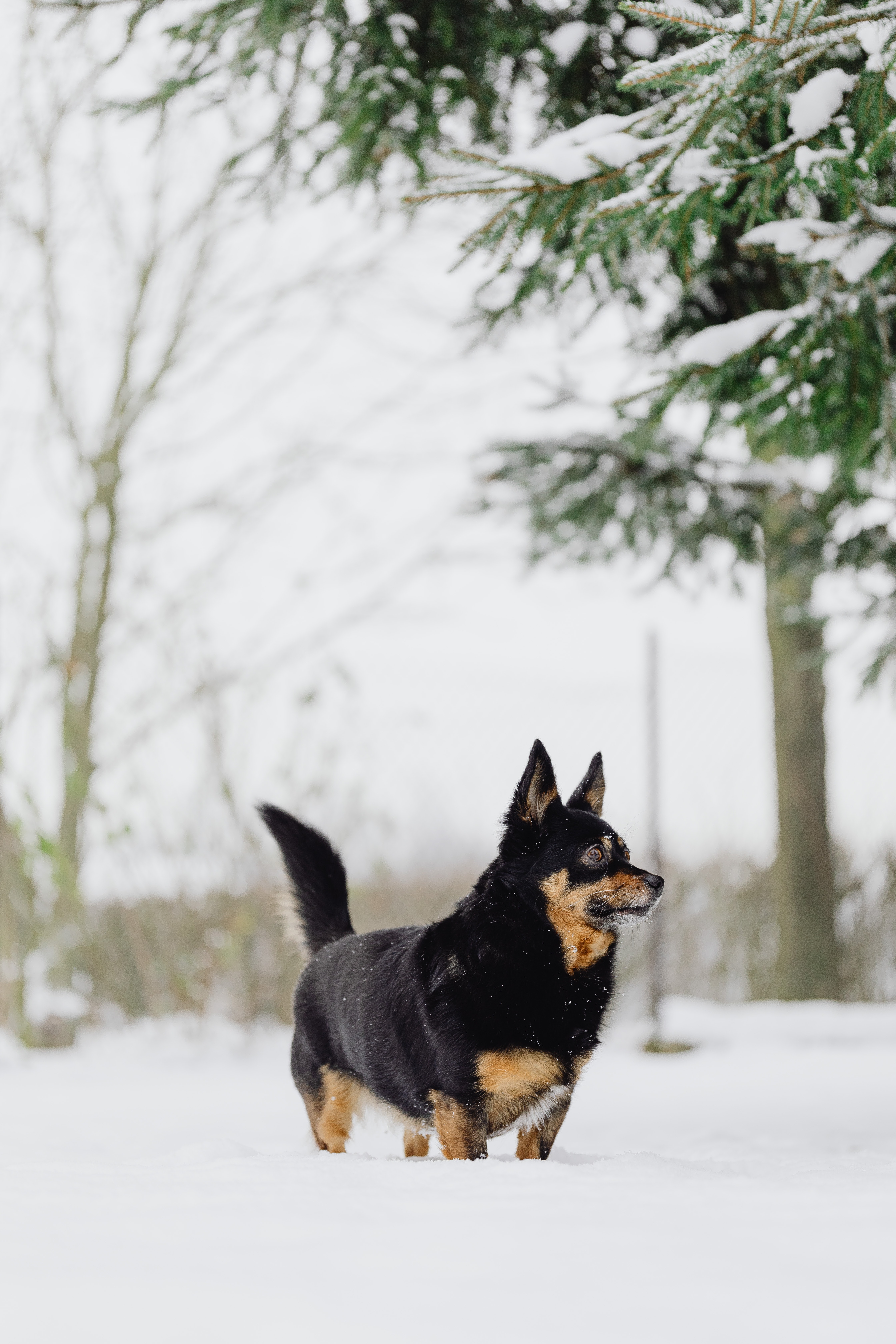 Lancashire Heeler Photo, Download The BEST Free Lancashire Heeler & HD Image
