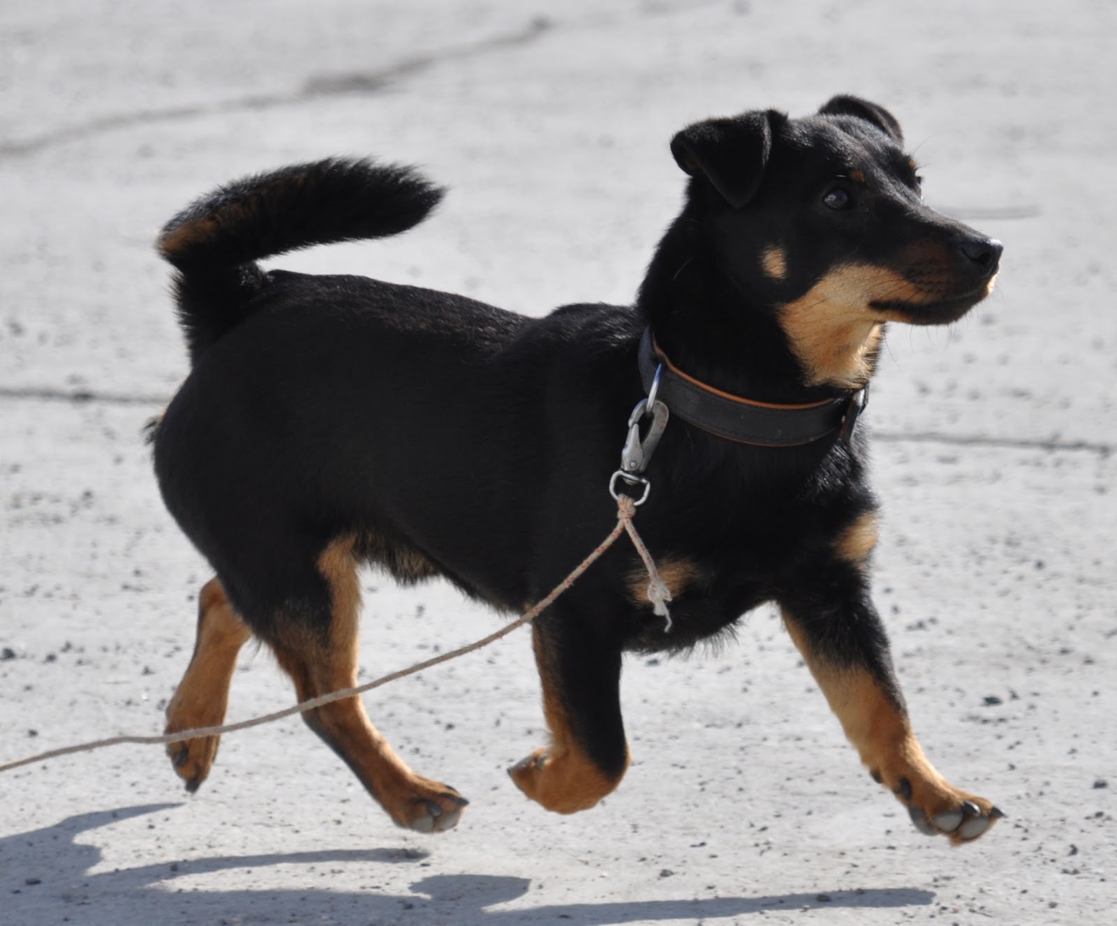 Walking Lancashire Heeler dog photo and wallpaper. Beautiful Walking Lancashire Heeler dog picture