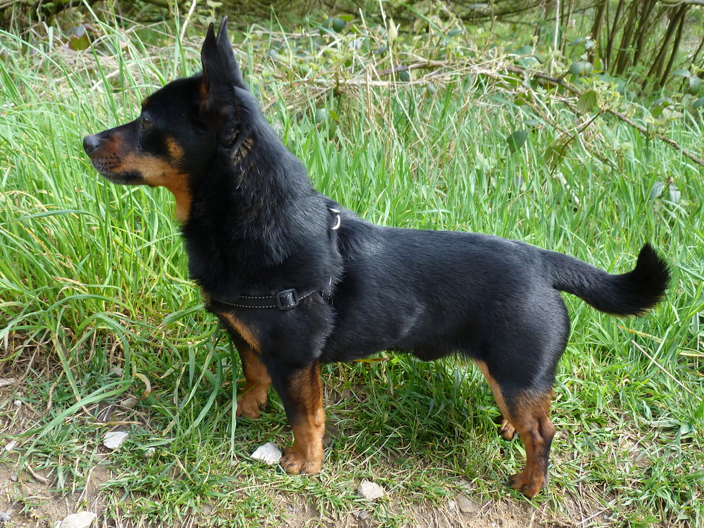 Teddy The Lancashire Heeler. Supposed To Be A Corgi Manches