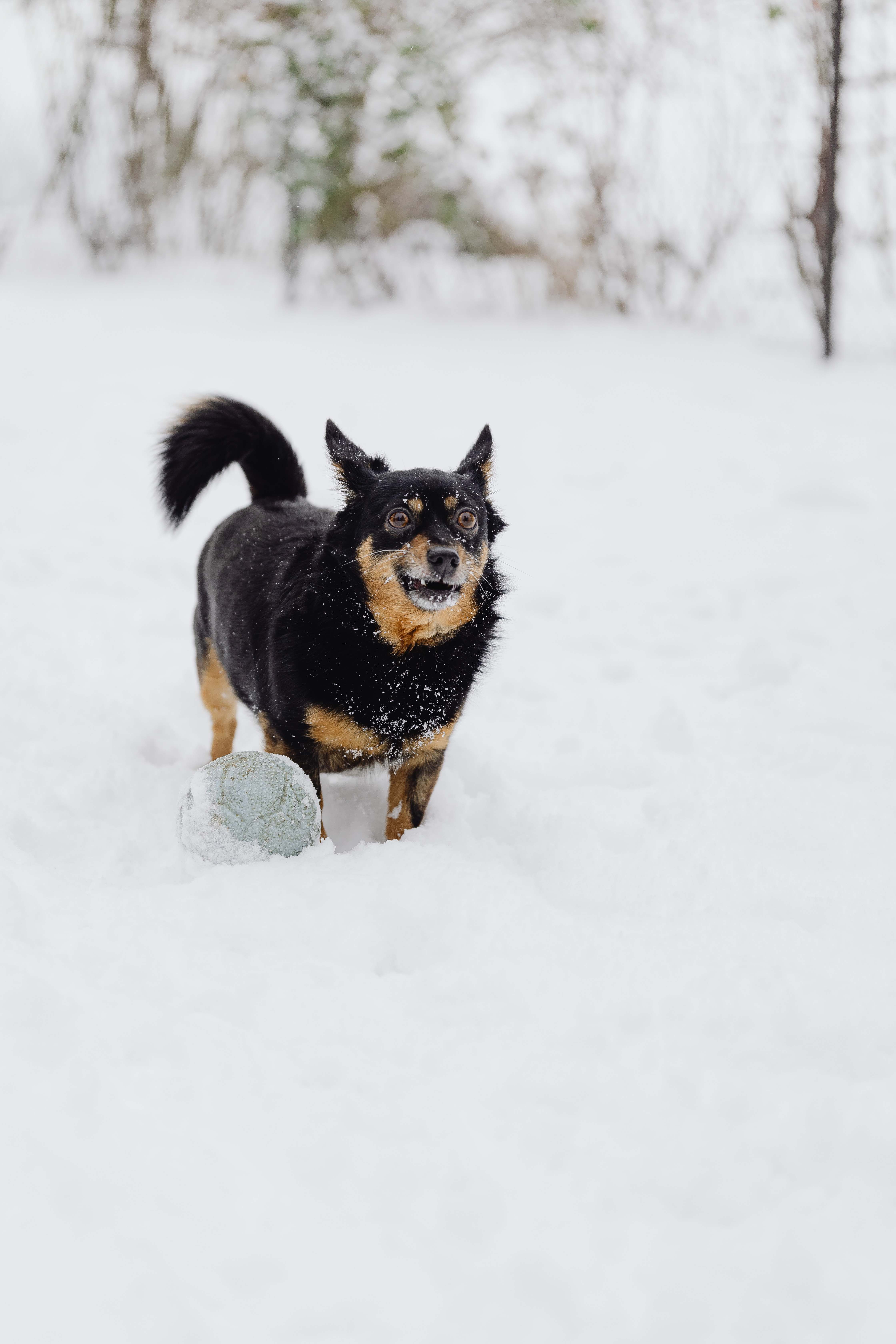 Lancashire Heeler Dog on Snow Covered Ground · Free