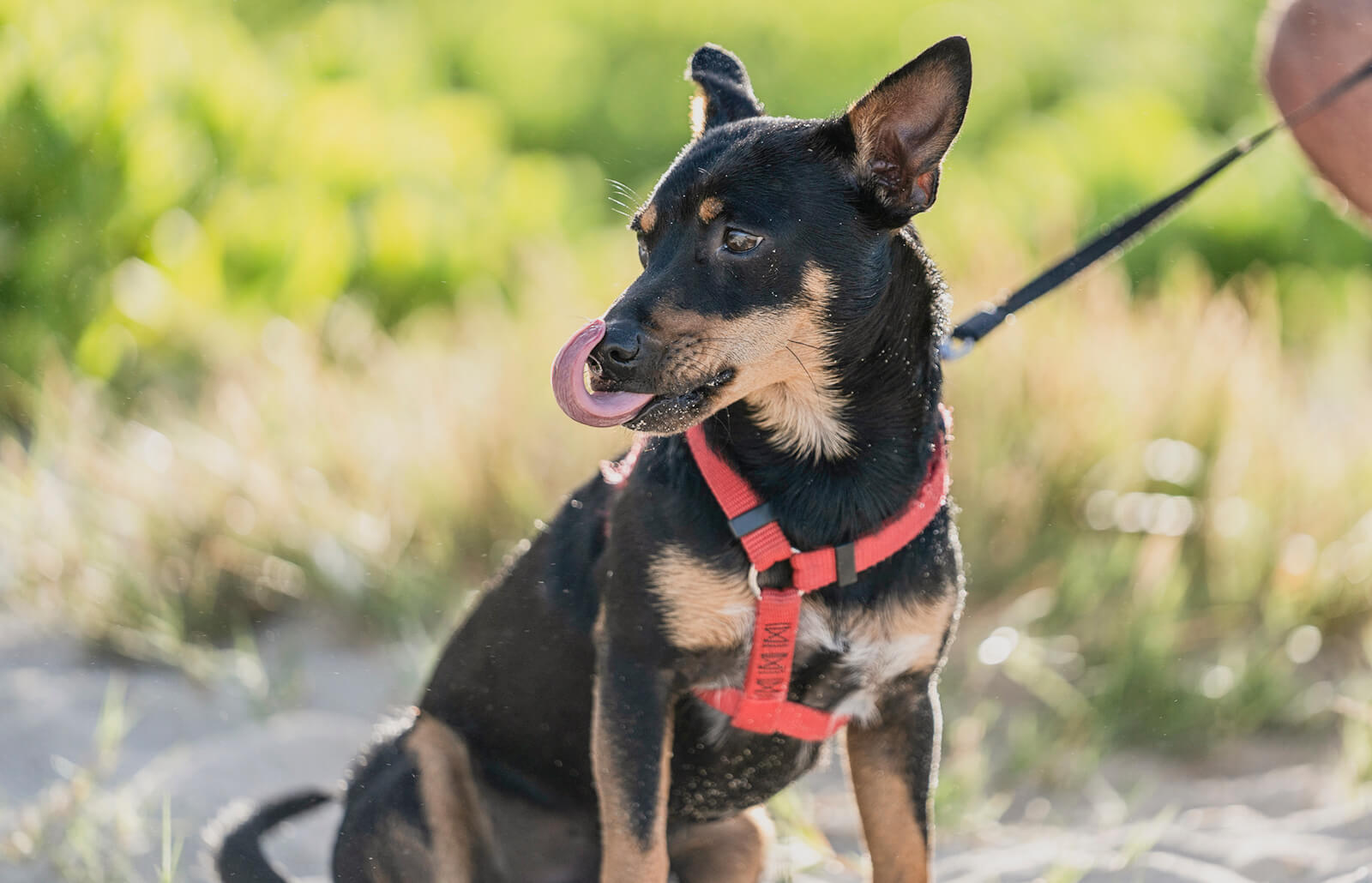 Lancashire Heeler: A Small, Lively Breed Full of Charm