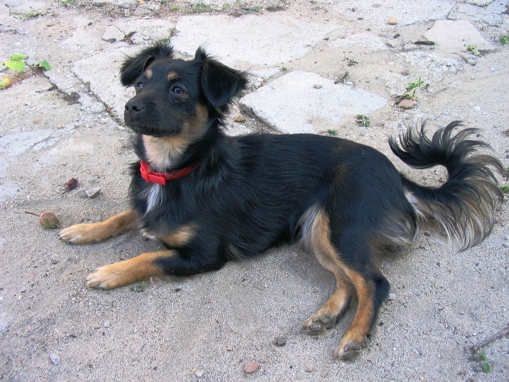 Free Image, black, vertebrate, dog breed, placed, dog like mammal, carnivoran, australian terrier, dog breed group, vulnerable native breeds, lancashire heeler, jagdterrier 2048x1536