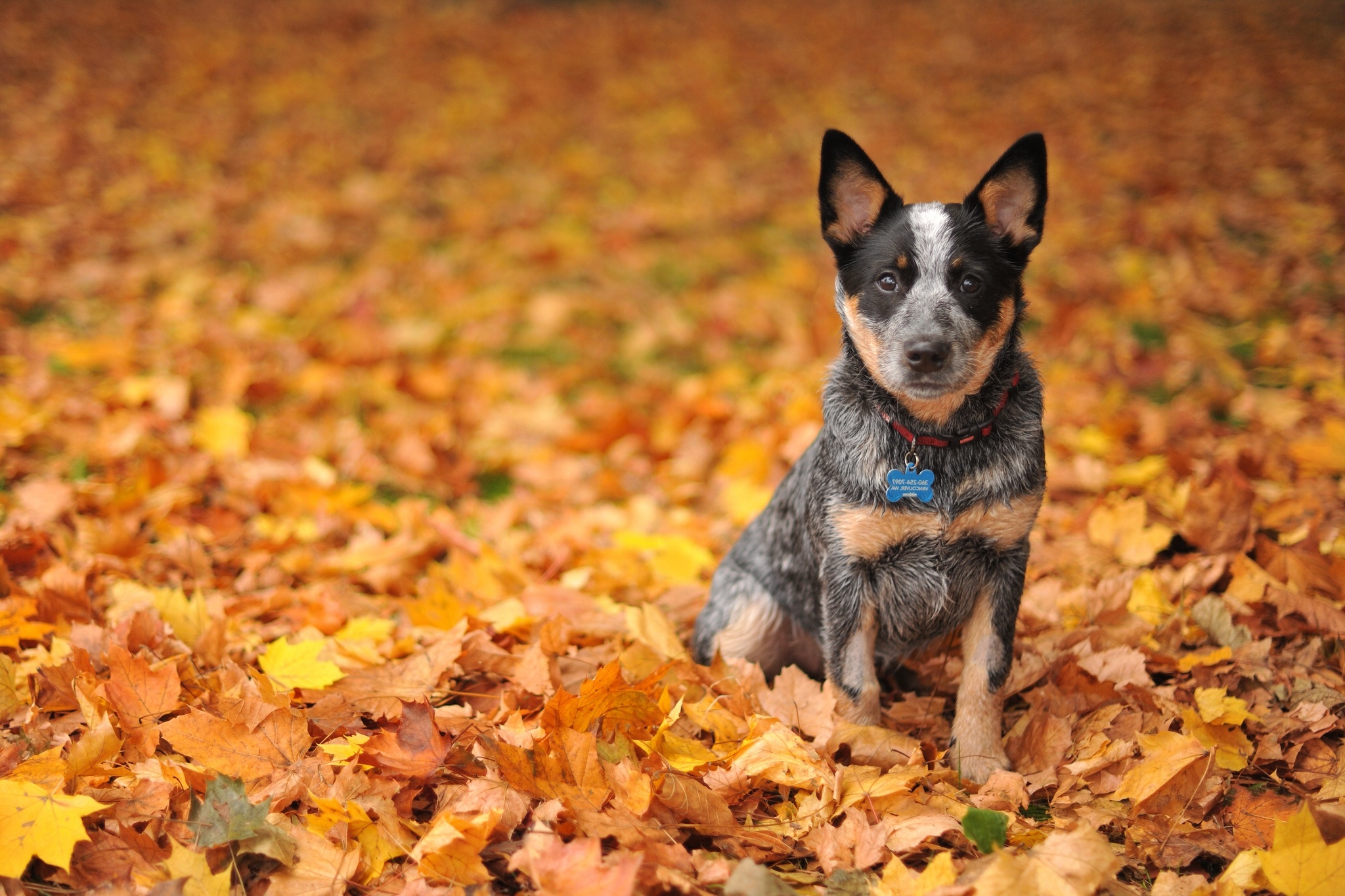 australian, Heeler, Leaves, Autumn Wallpaper HD / Desktop and Mobile Background