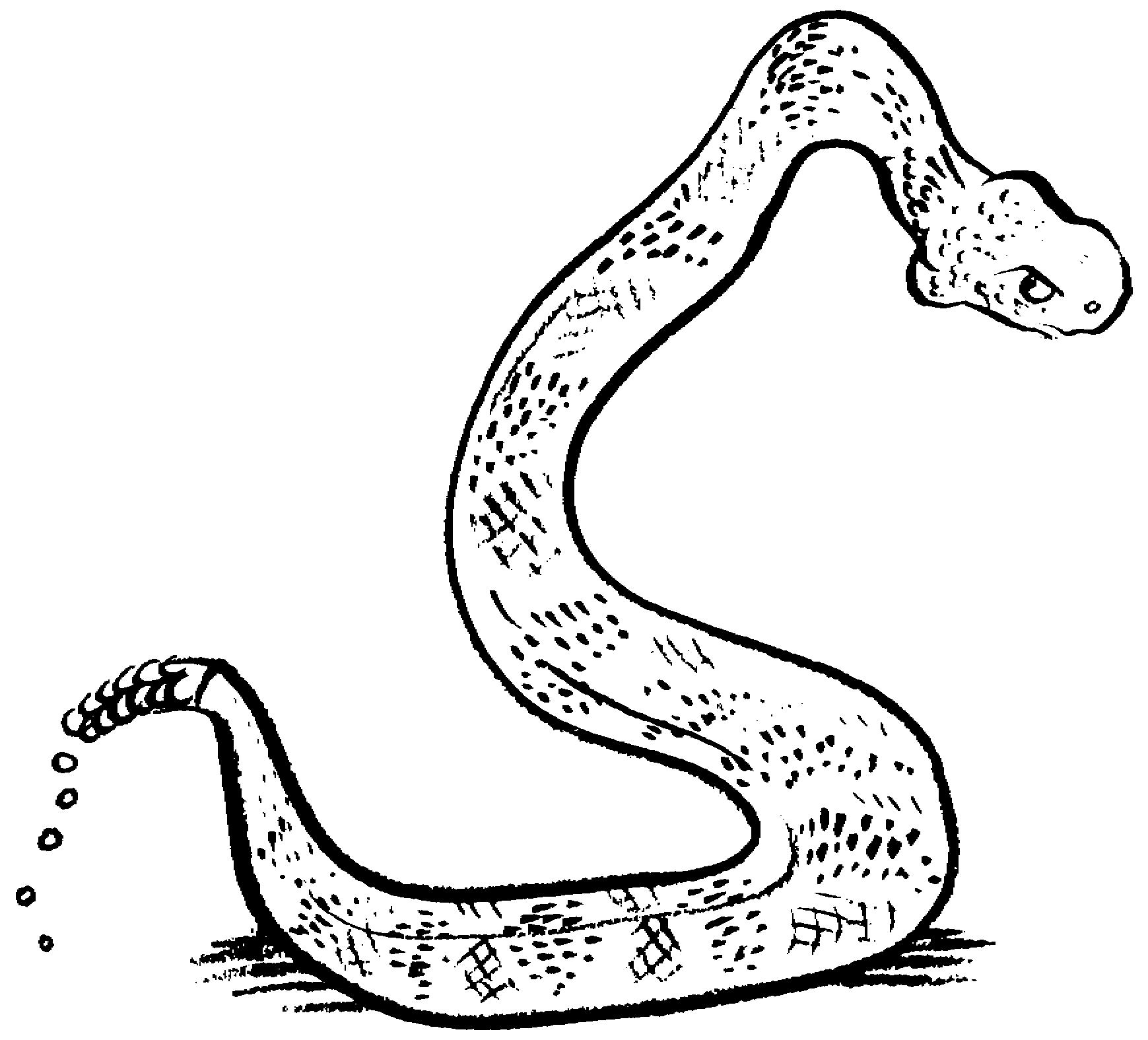 Free Black And White Snake Drawing, Download Free Black And White Snake Drawing png image, Free ClipArts on Clipart Library