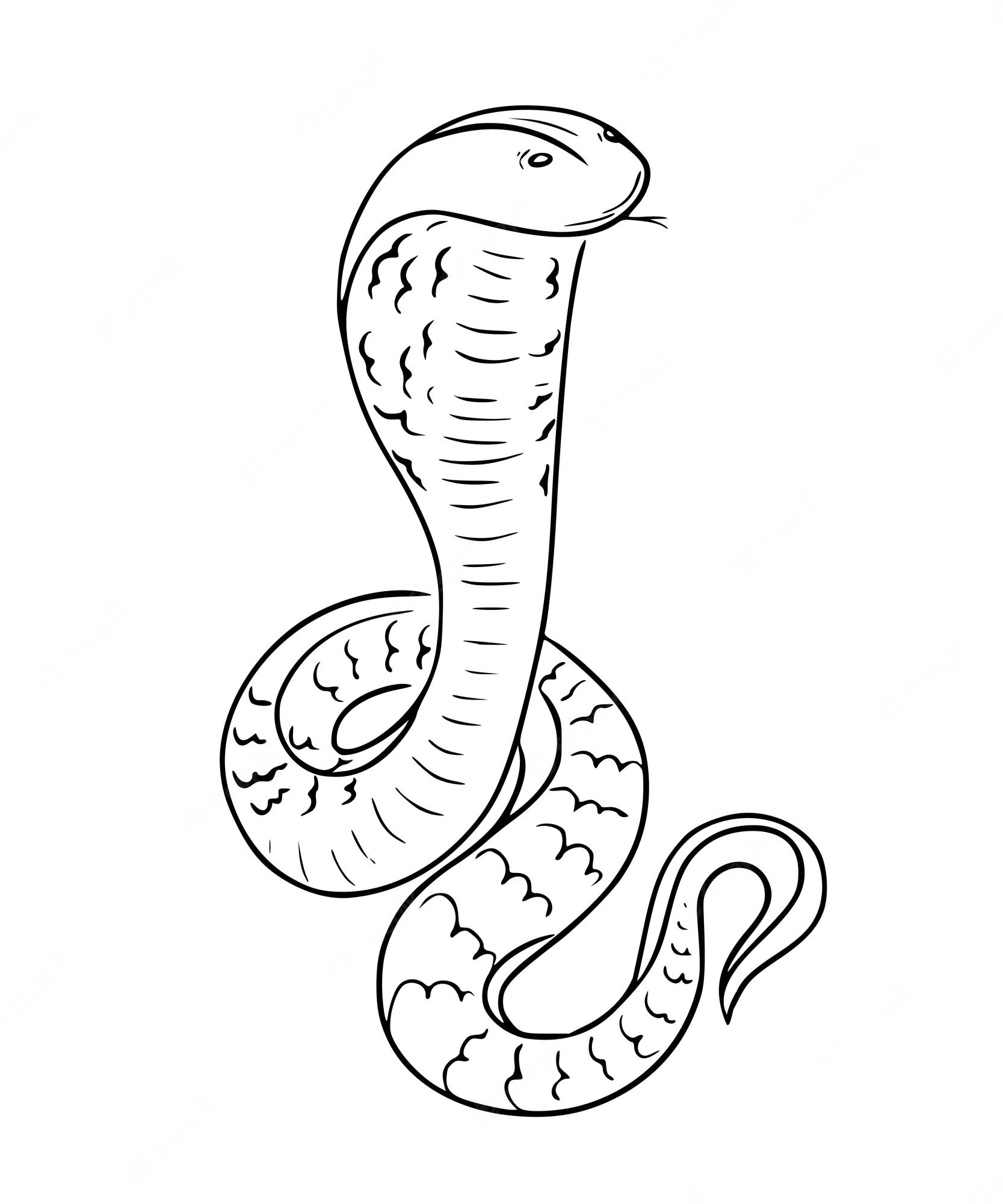 Snake Line Drawing Image