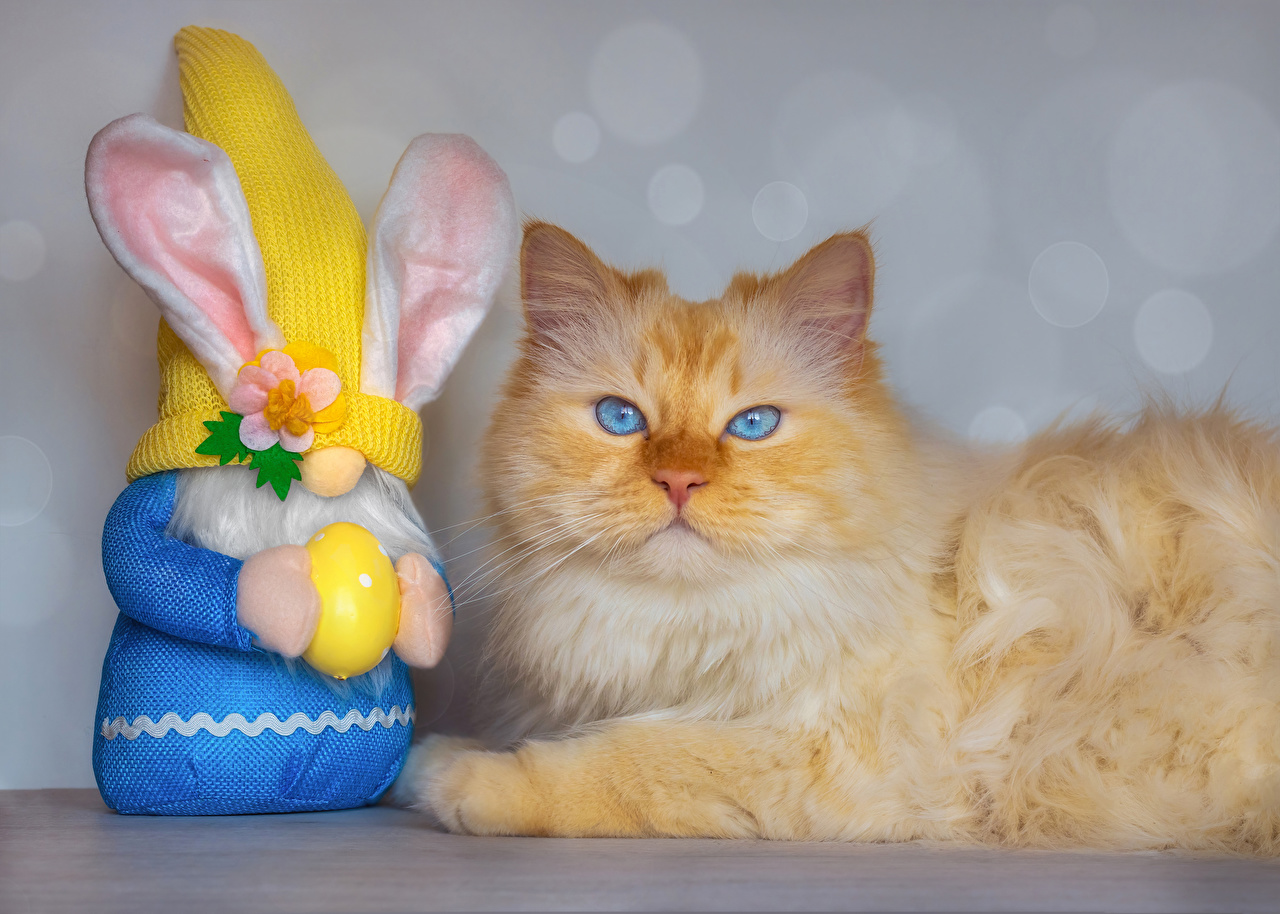 Picture Easter cat rabbit egg Glance animal