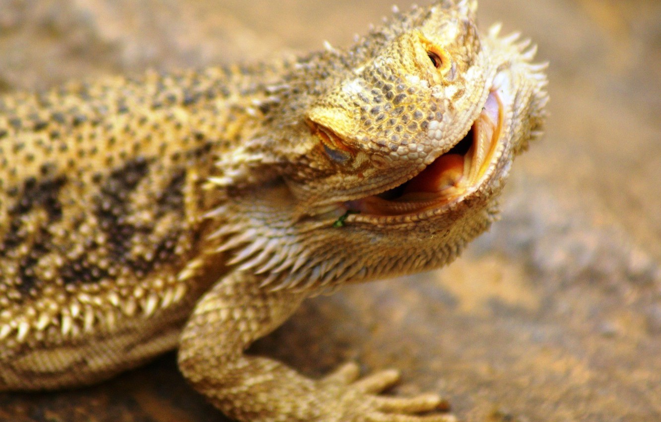 Wallpaper lizard, Agama image for desktop, section животные