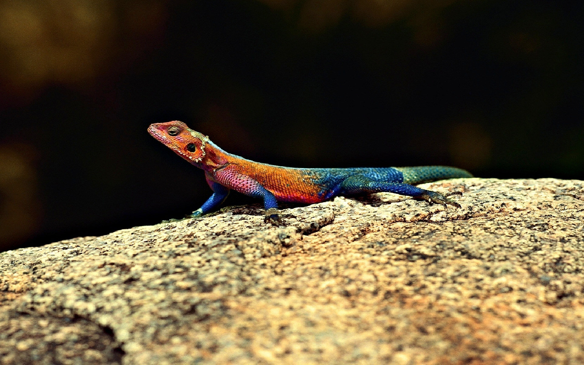 Agama HD Wallpaper and Background