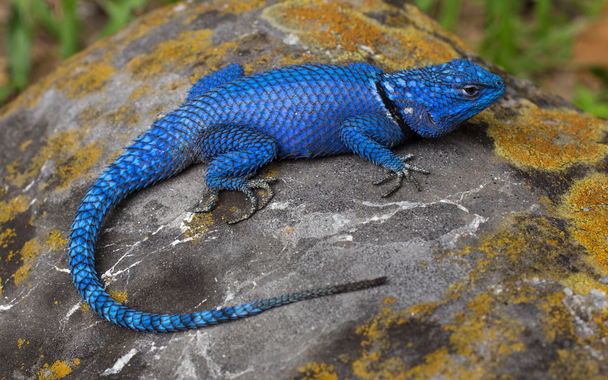 Agama HD Wallpaper