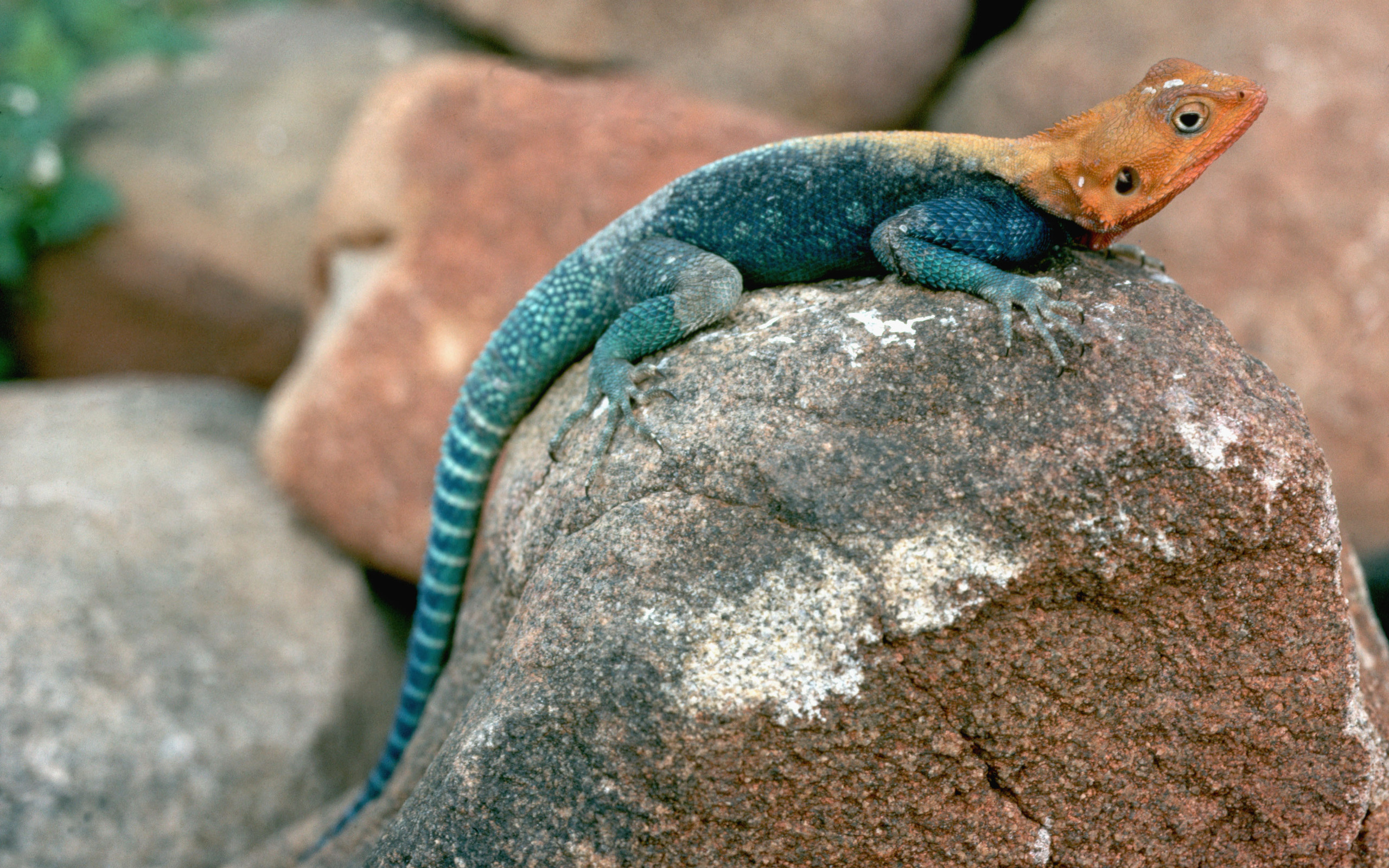 Agama HD Wallpaper