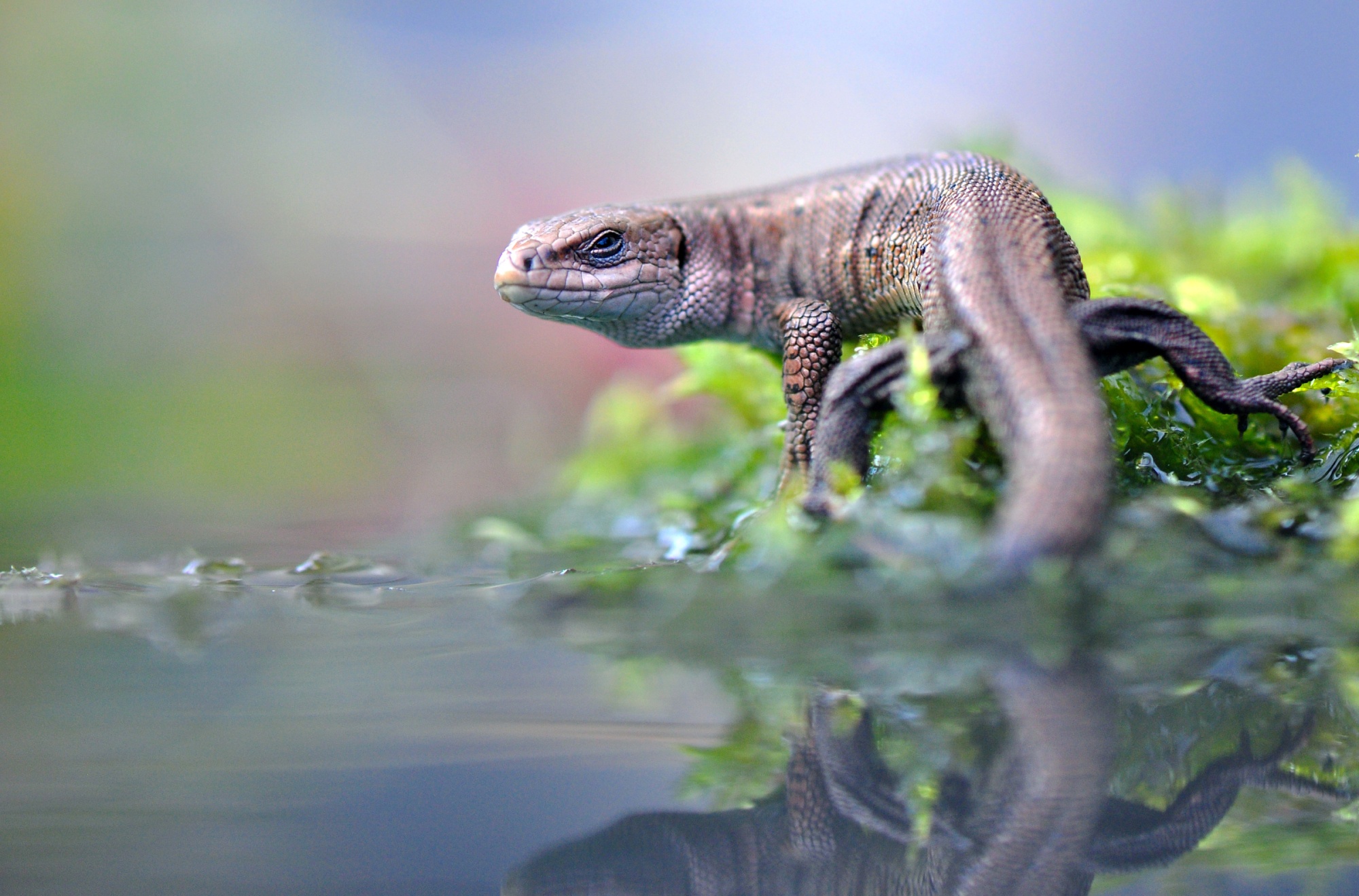 Agama HD Wallpaper and Background