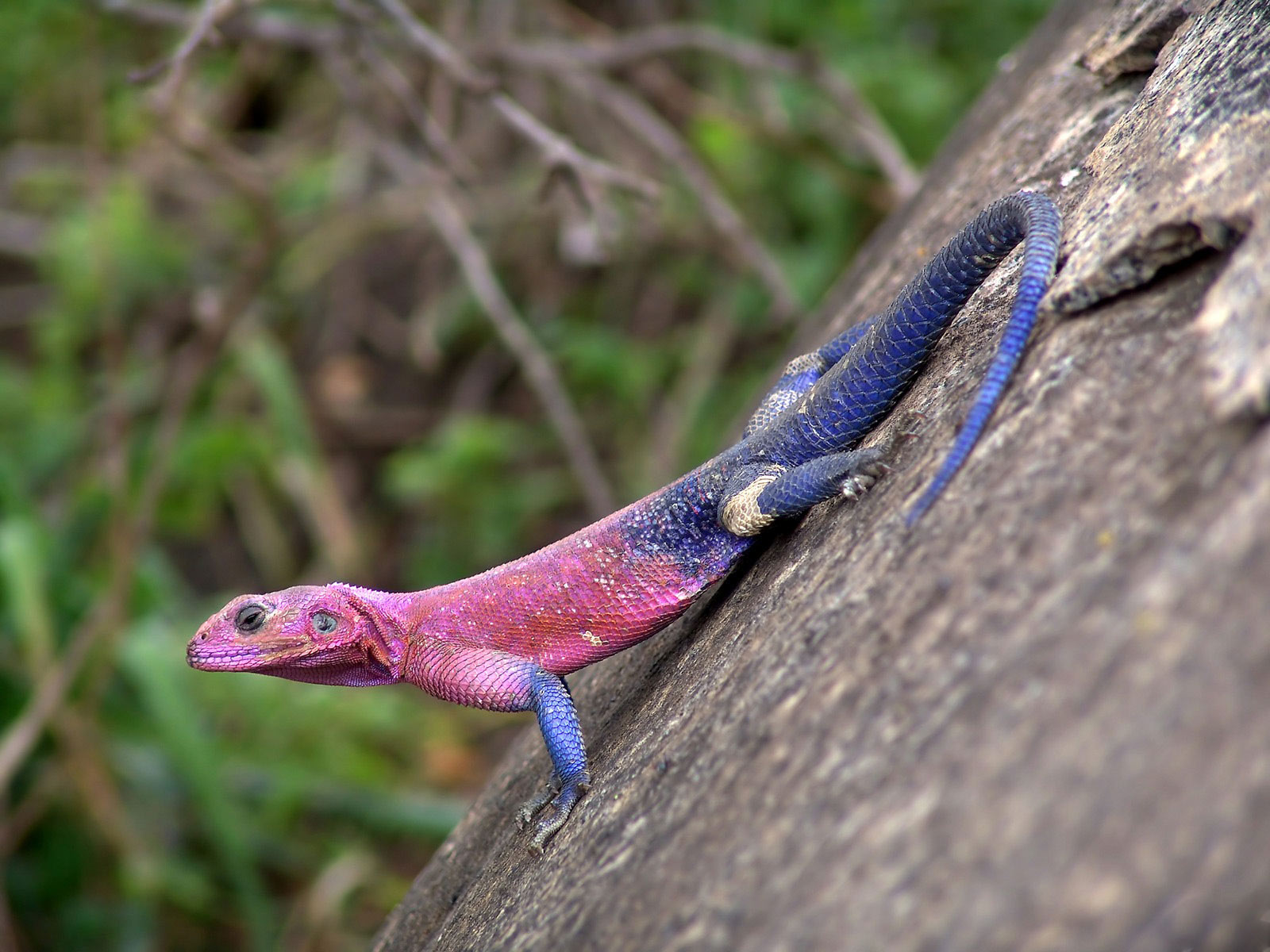 Download Agama wallpaper for mobile phone, free Agama HD picture
