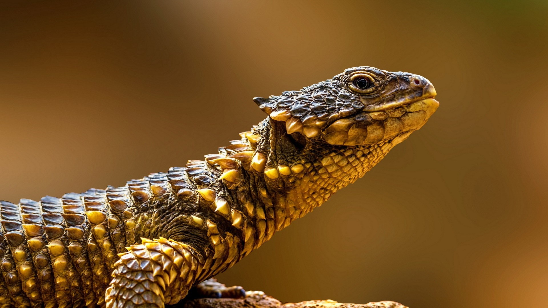 agama 1080P, 2k, 4k HD wallpaper, background free download