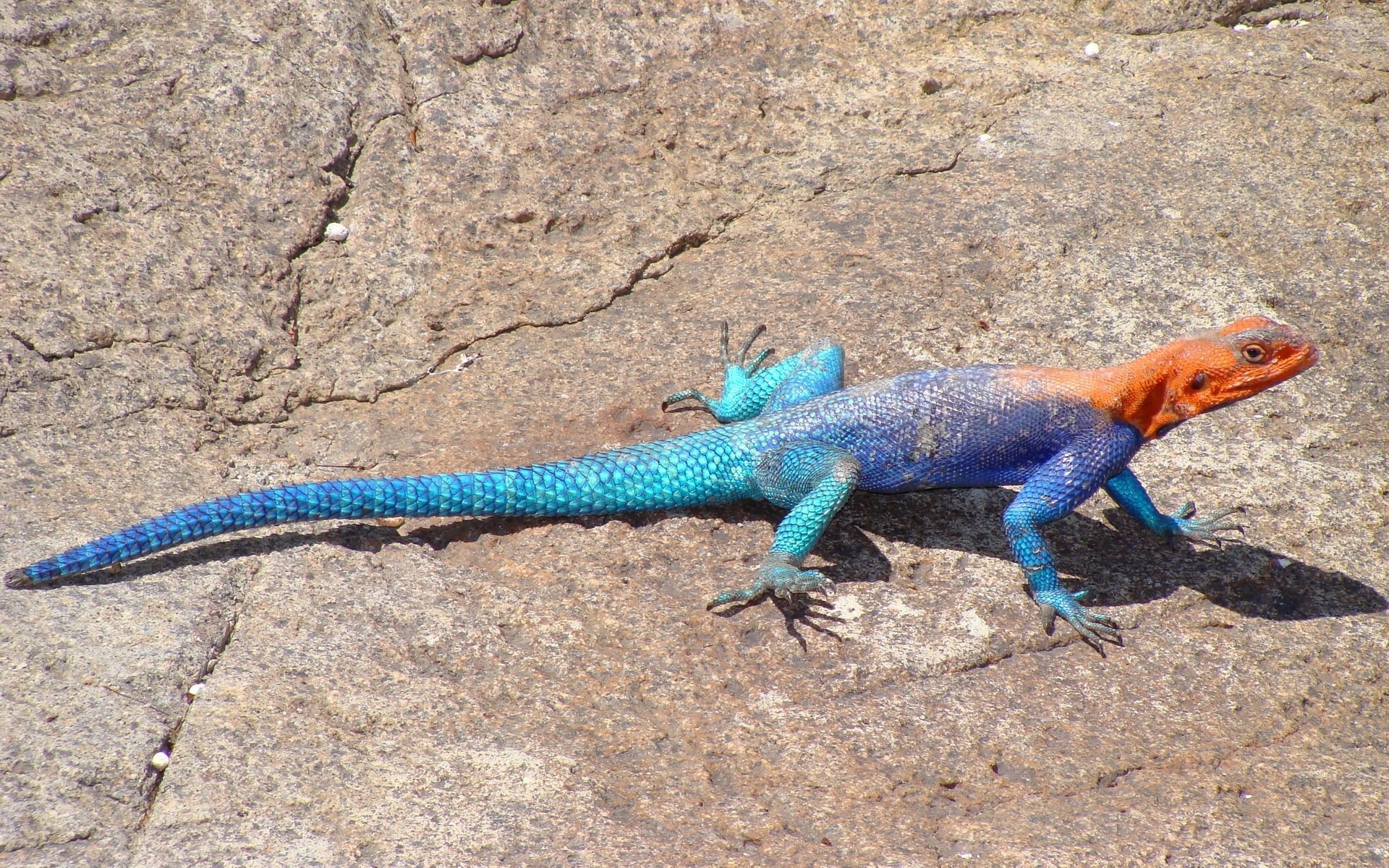 The Common Agama, Red Headed Rock Agama, Or Rainbow Agama