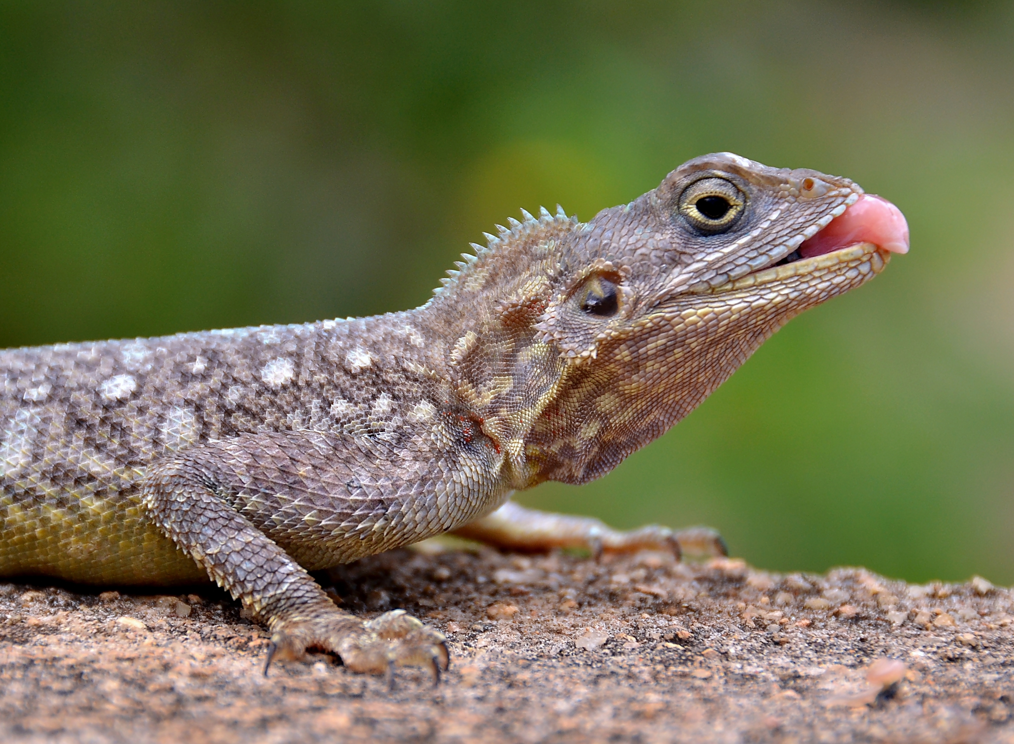 Agama HD Wallpaper
