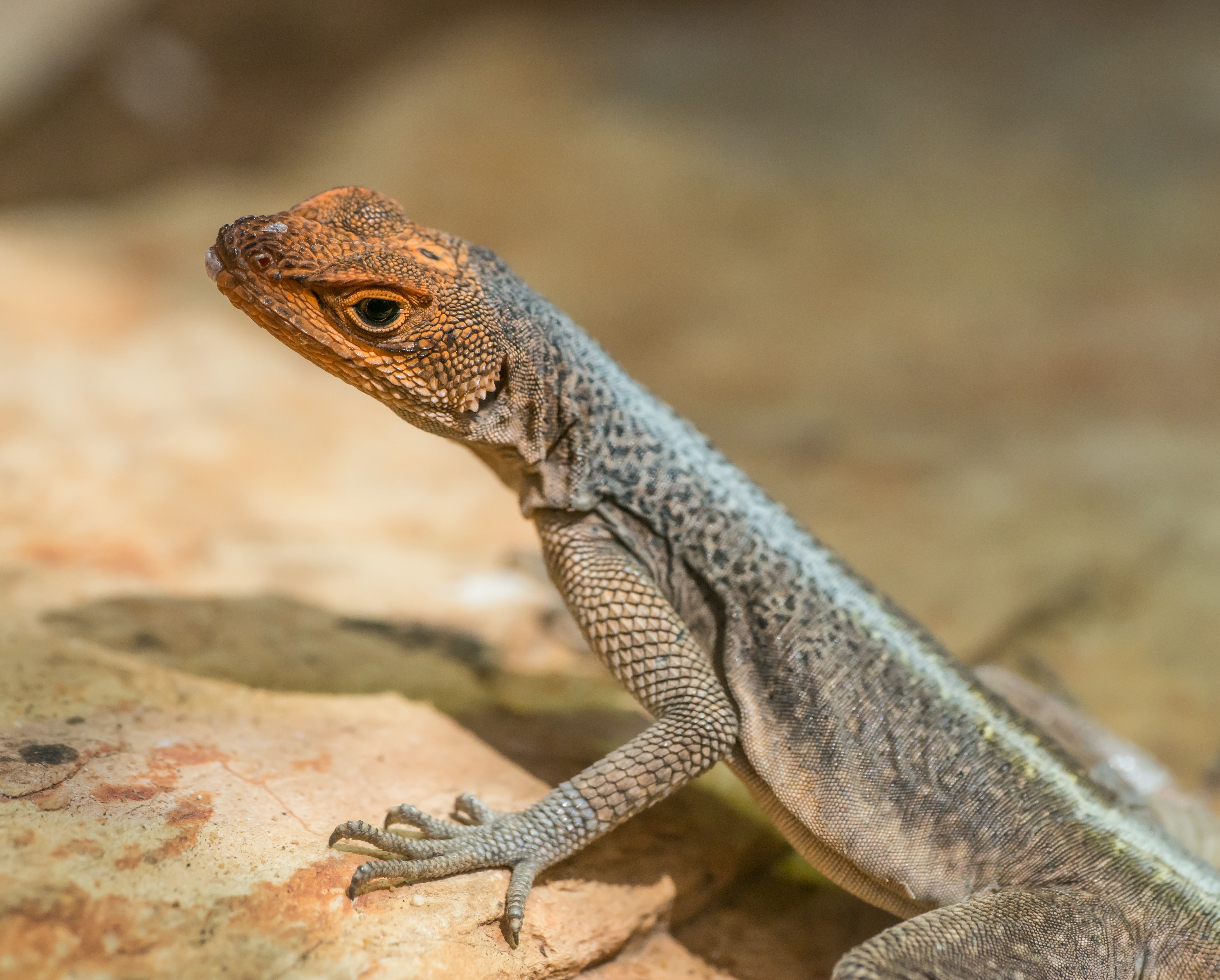 Agama Photo, Download The BEST Free Agama & HD Image