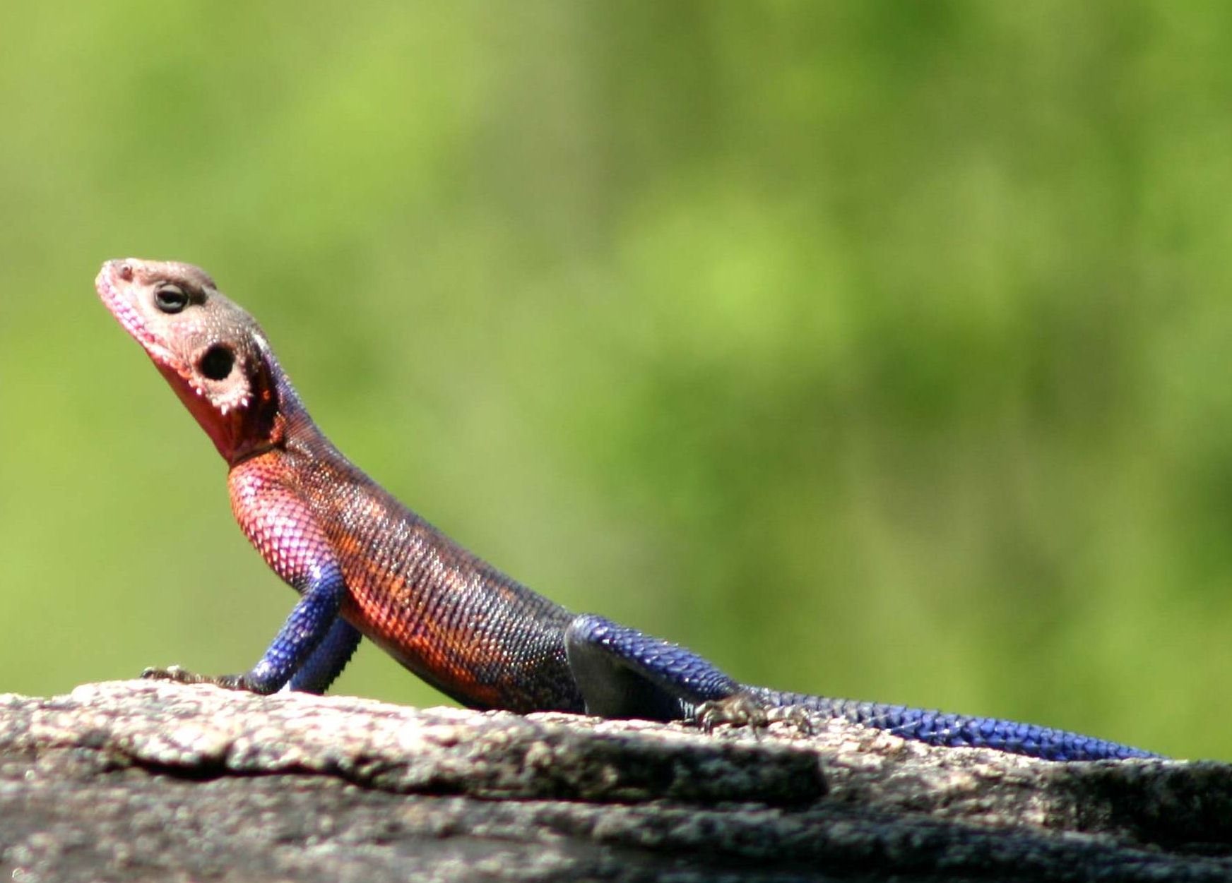 Agama