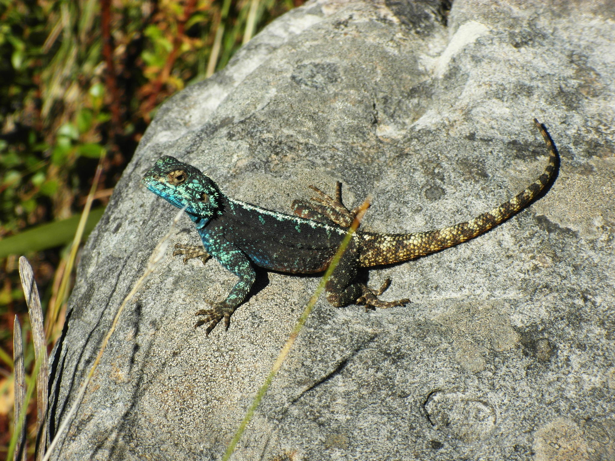 Photos of Southern Rock Agama (Agama atra) · iNaturalist