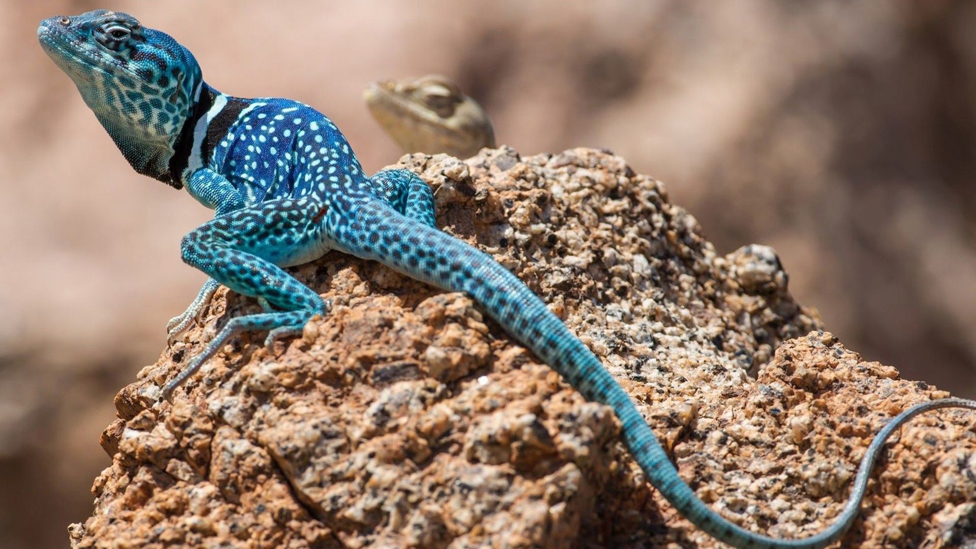 Wallpaper, animals, depth of field, tail, rock, nature, lizards, macro, blue, skin, serpent, lizard, fauna, vertebrate, scaled reptile, agamidae, lacertidae, agama 1920x1080
