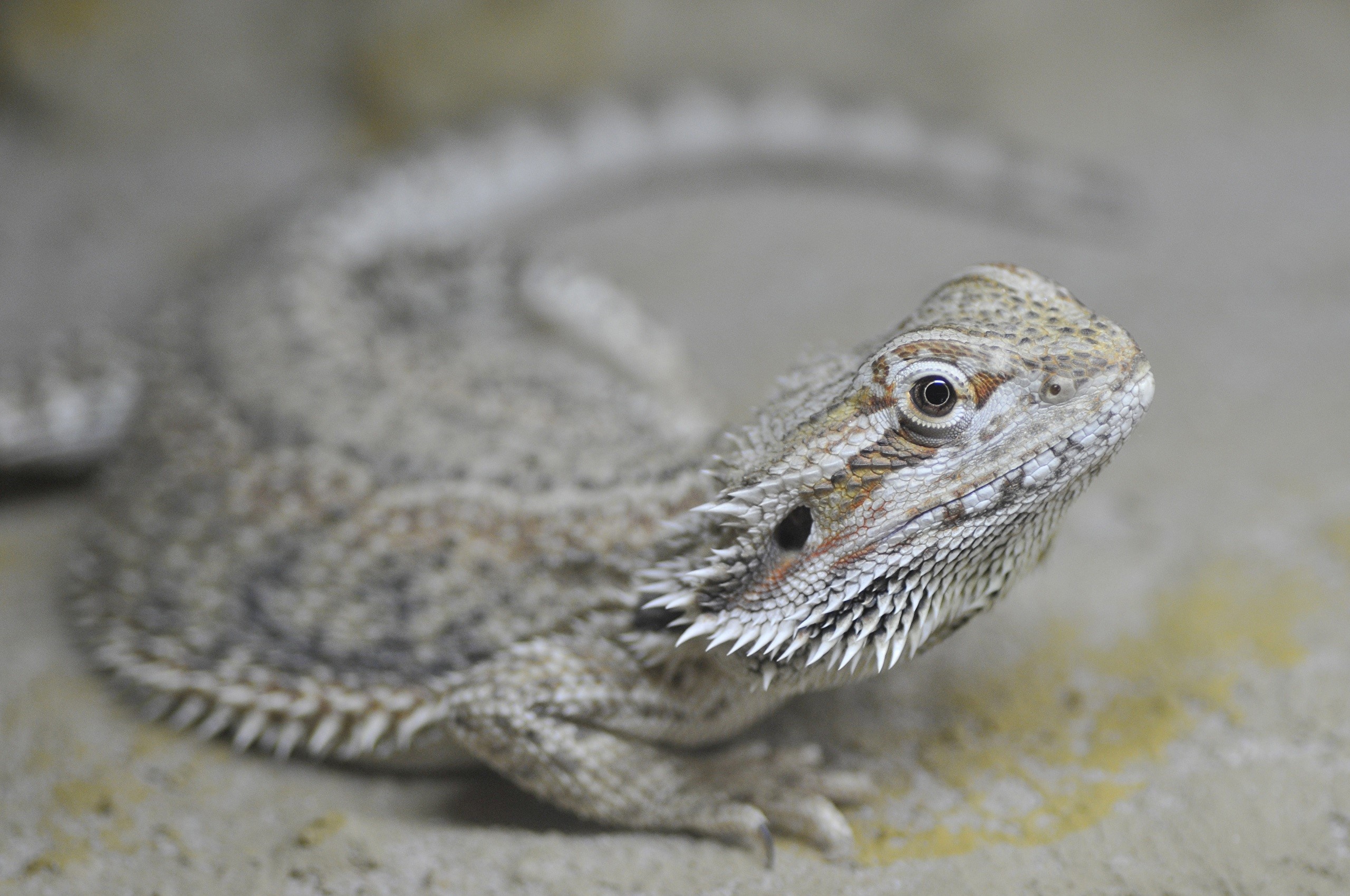 Bearded Agama, Lizard, Bokeh, Glance Gallery HD Wallpaper